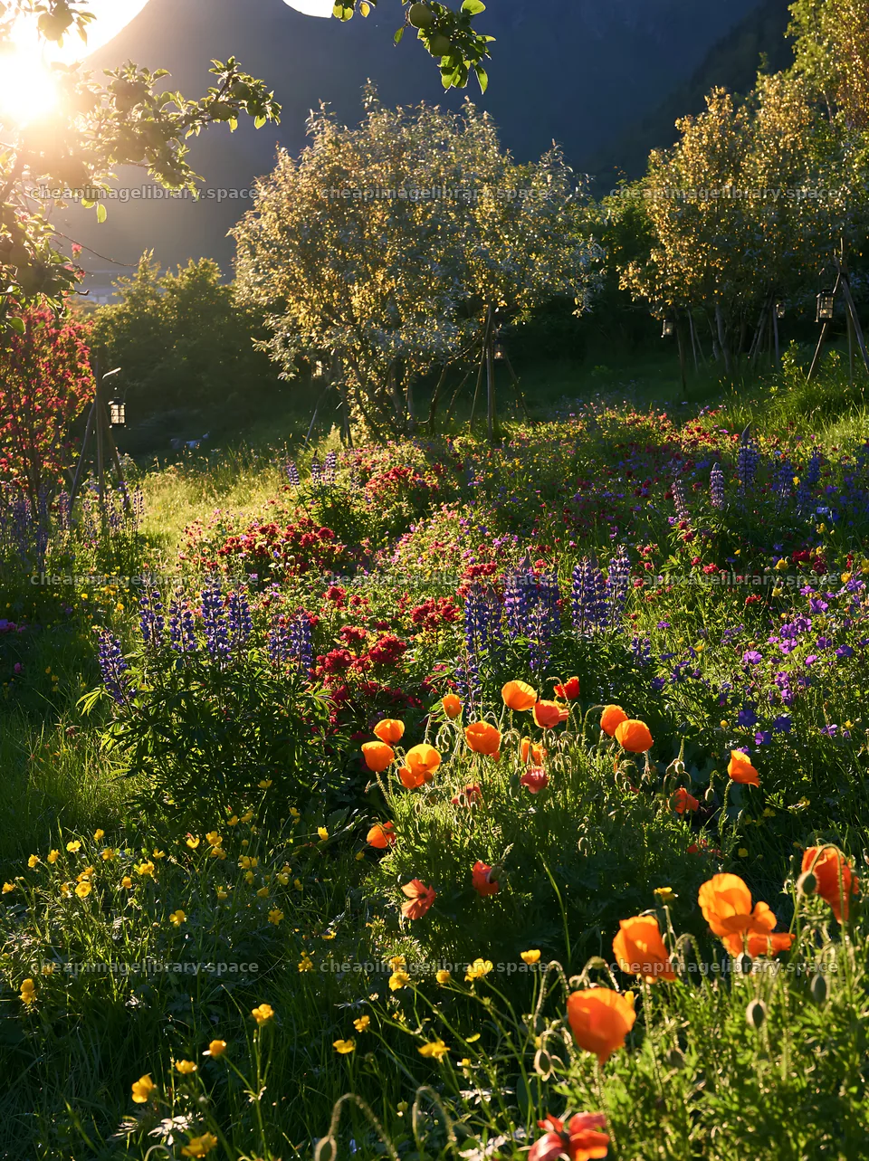 Apple trees and meadow flowers in Lofoten during Christmas – image library 6866x9174