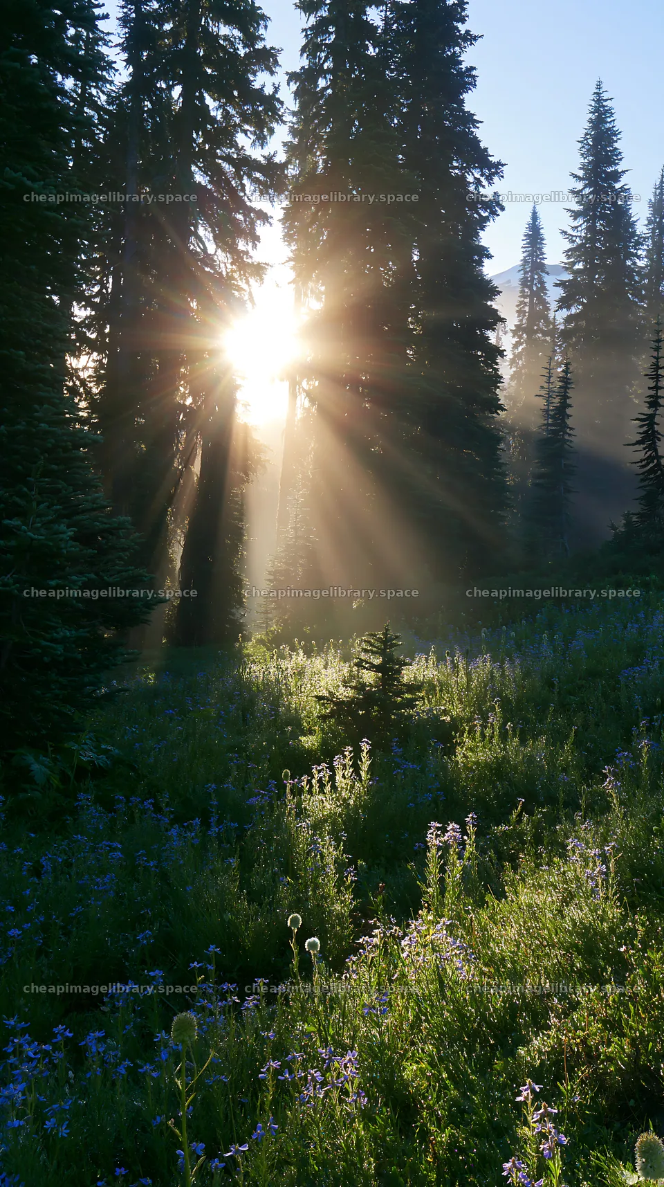 Sunlight shines through trees in a mountain meadow – image library 5938x10608