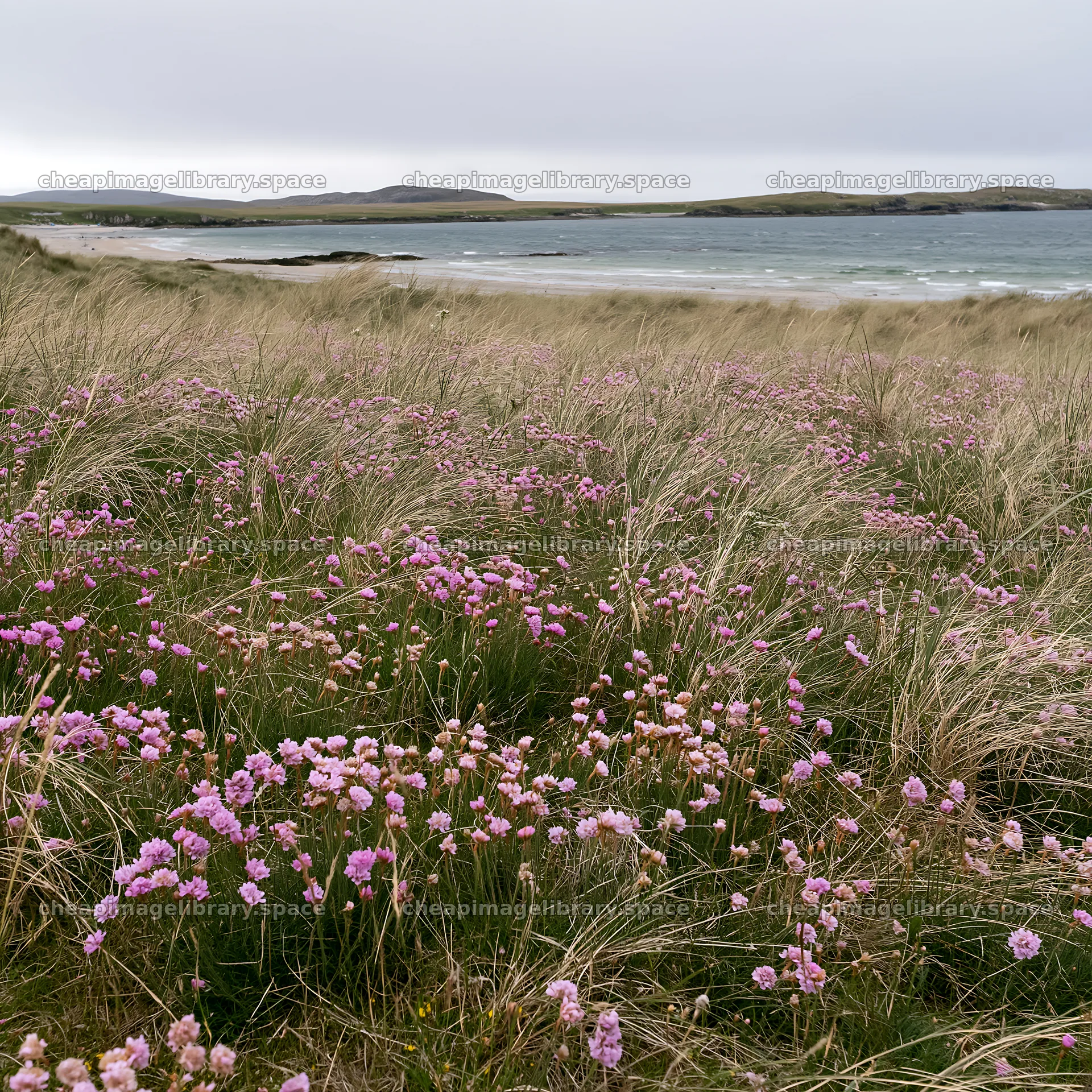 Climate-resilient meadow with pink flowers by the sea – image library 7938x7938
