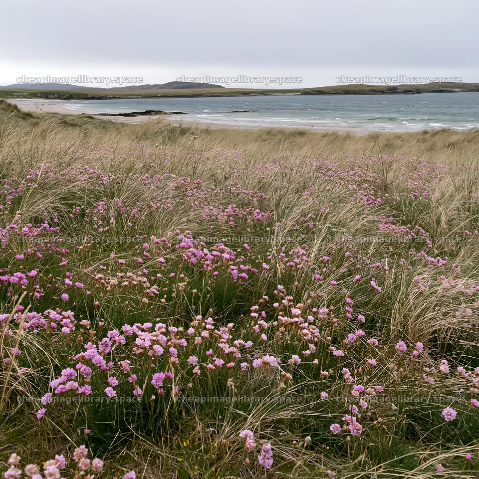 Climate-resilient meadow with pink flowers by the sea – image library 7938x7938