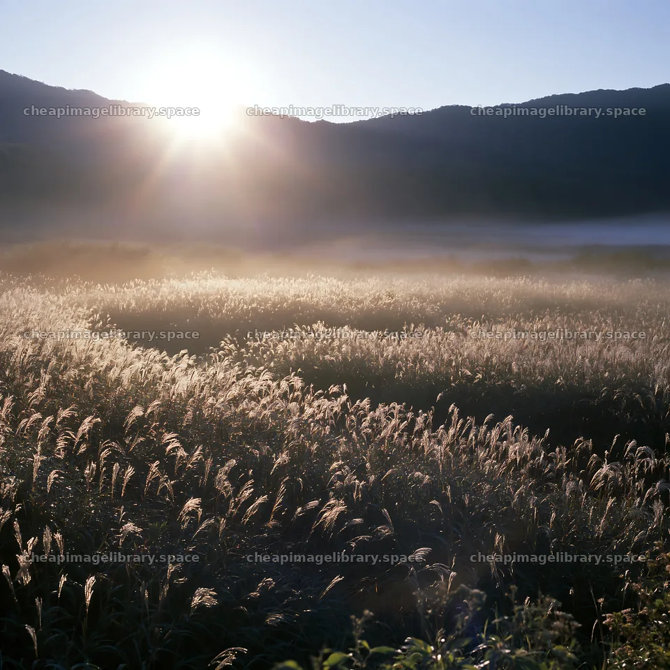 Hokkaido silver grass meadow with seedheads at sunrise – image library 7938x7938