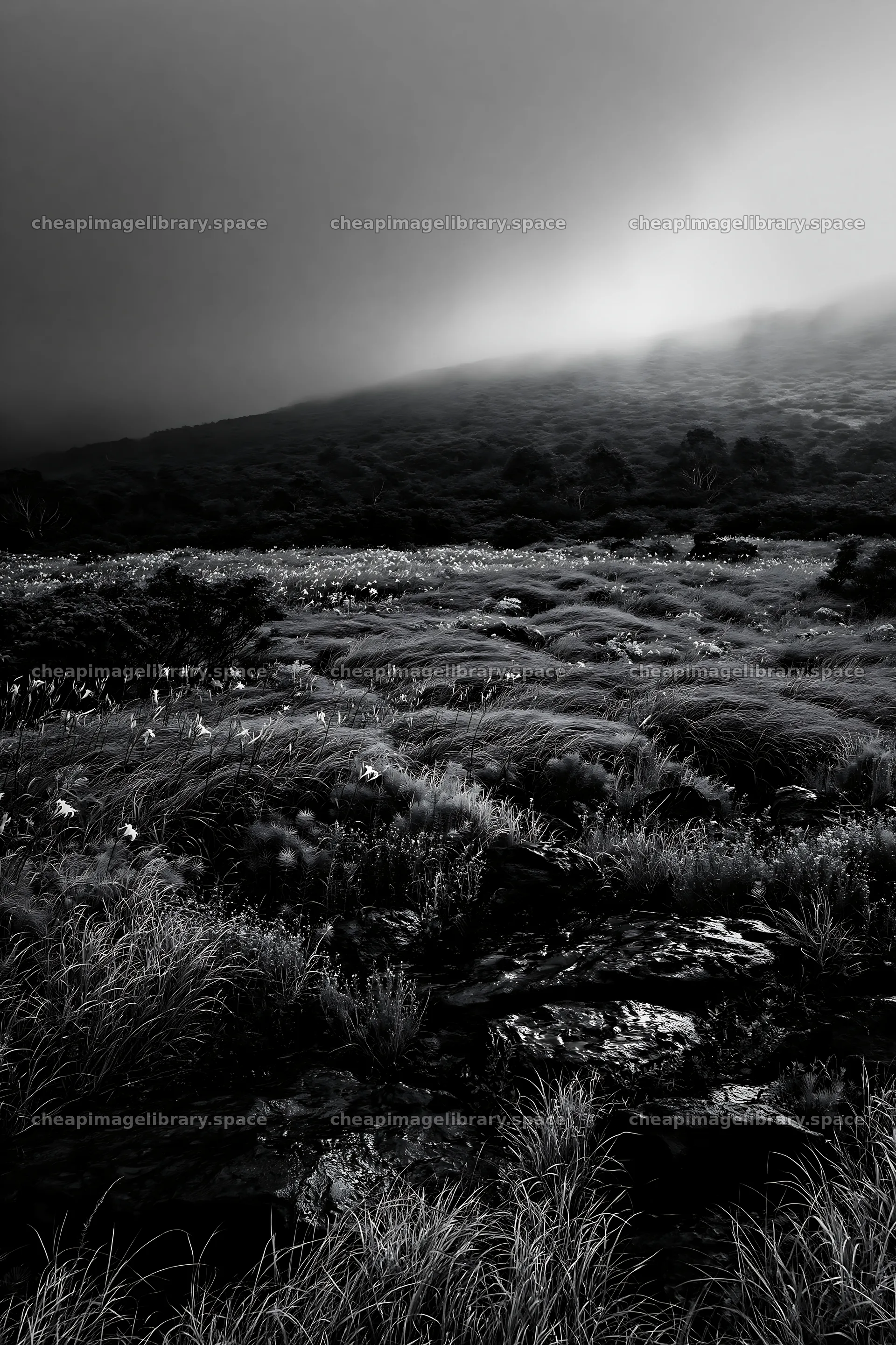 Yamanashi regenerative meadow with basalt stones and grass – image library 6480x9722
