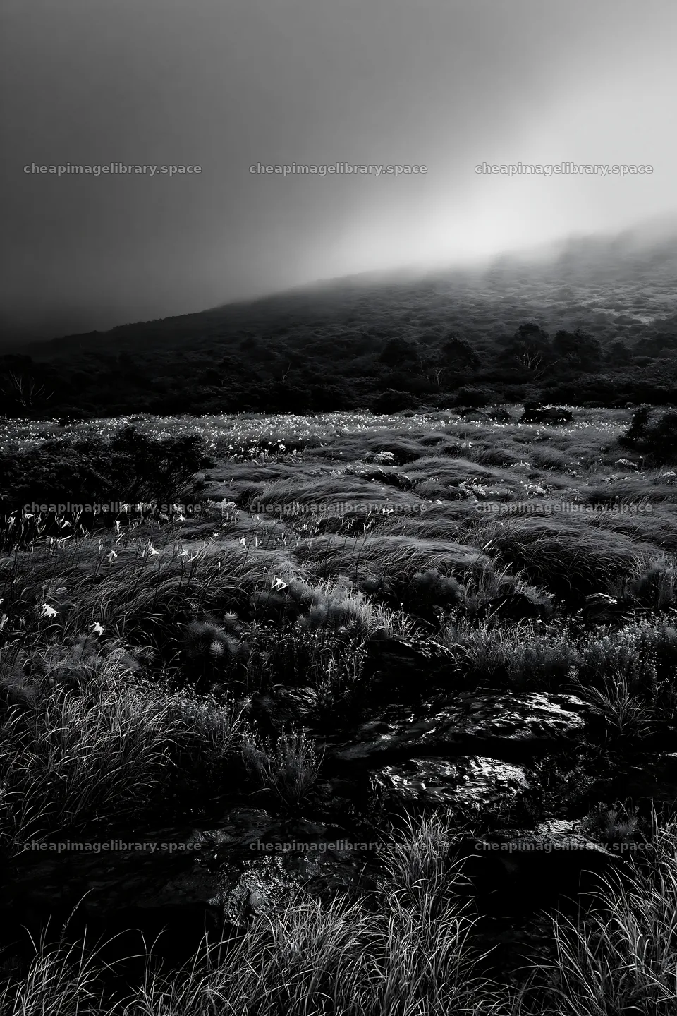 Yamanashi regenerative meadow with basalt stones and grass – image library 6480x9722