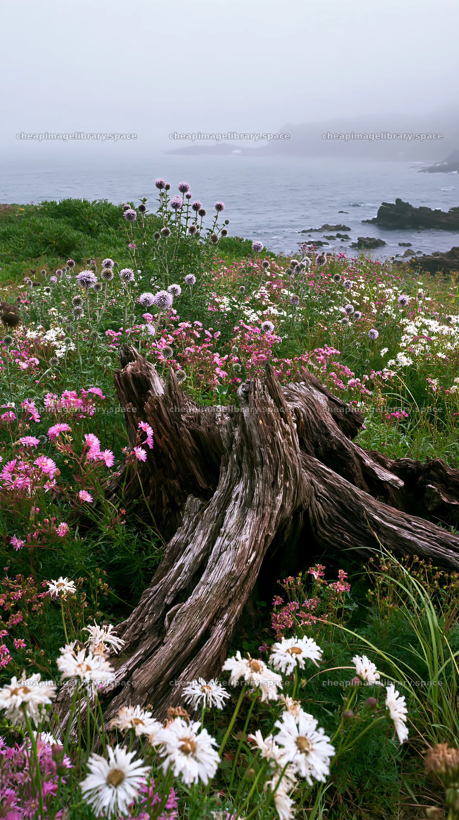 Nagasaki coastal meadow with driftwood and flowers – image library 5938x10608