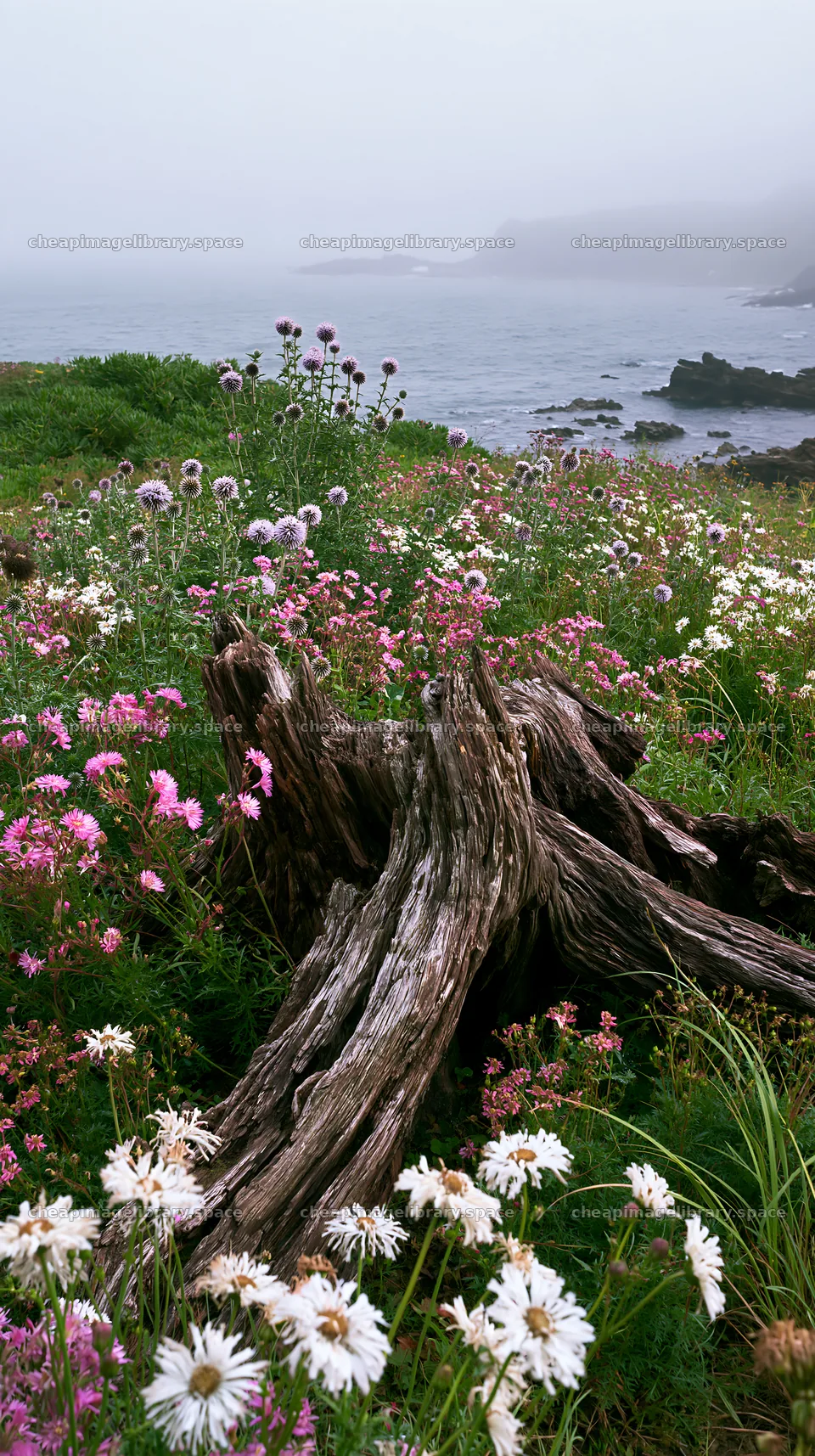 Nagasaki coastal meadow with driftwood and flowers – image library 5938x10608