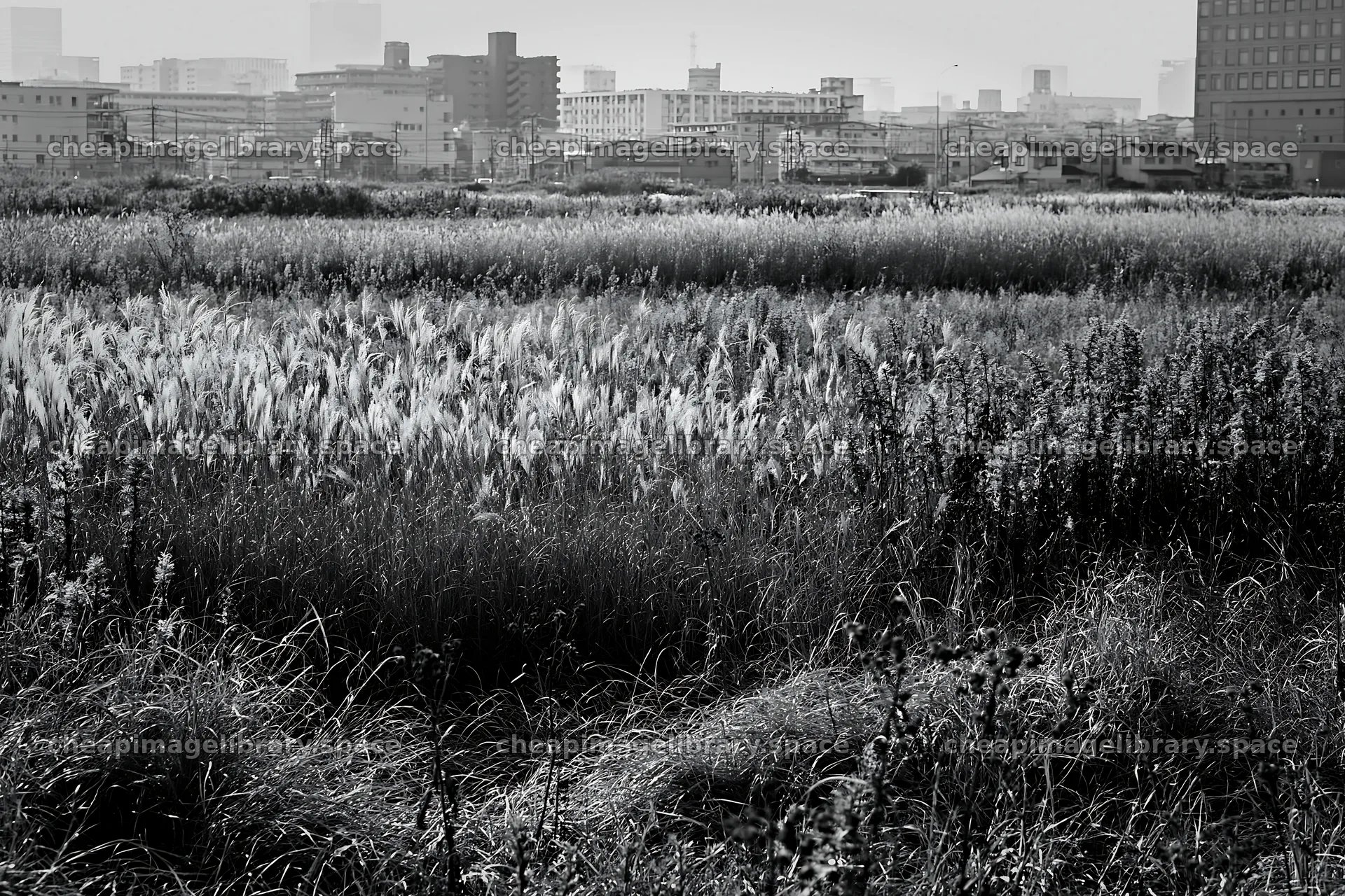Tokyo urban biodiversity meadow with seedheads and city backdrop – image library 9722x6480