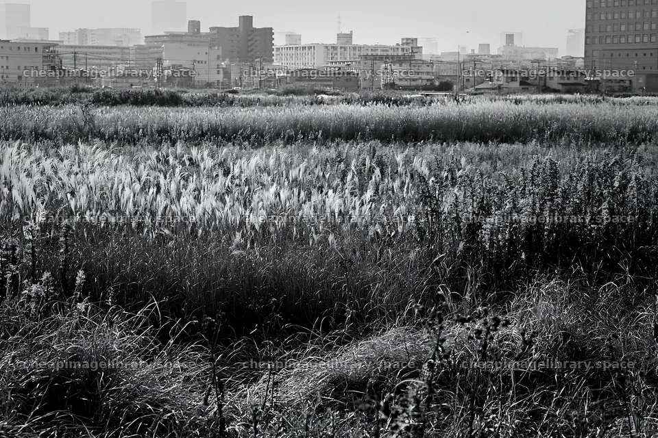 Tokyo urban biodiversity meadow with seedheads and city backdrop – image library 9722x6480
