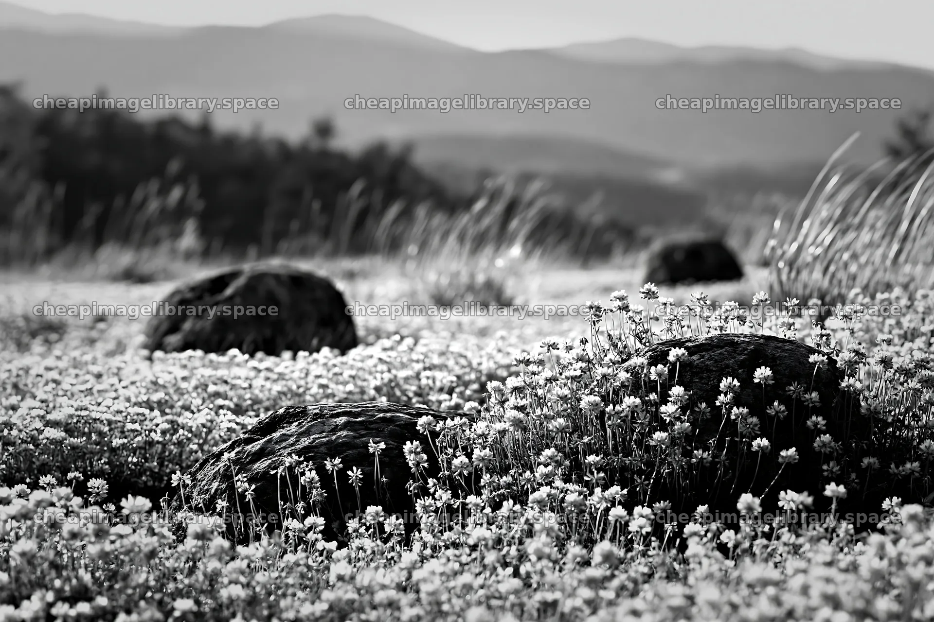 Kyoto spring wildflower meadow stone foreground – image library 9722x6480