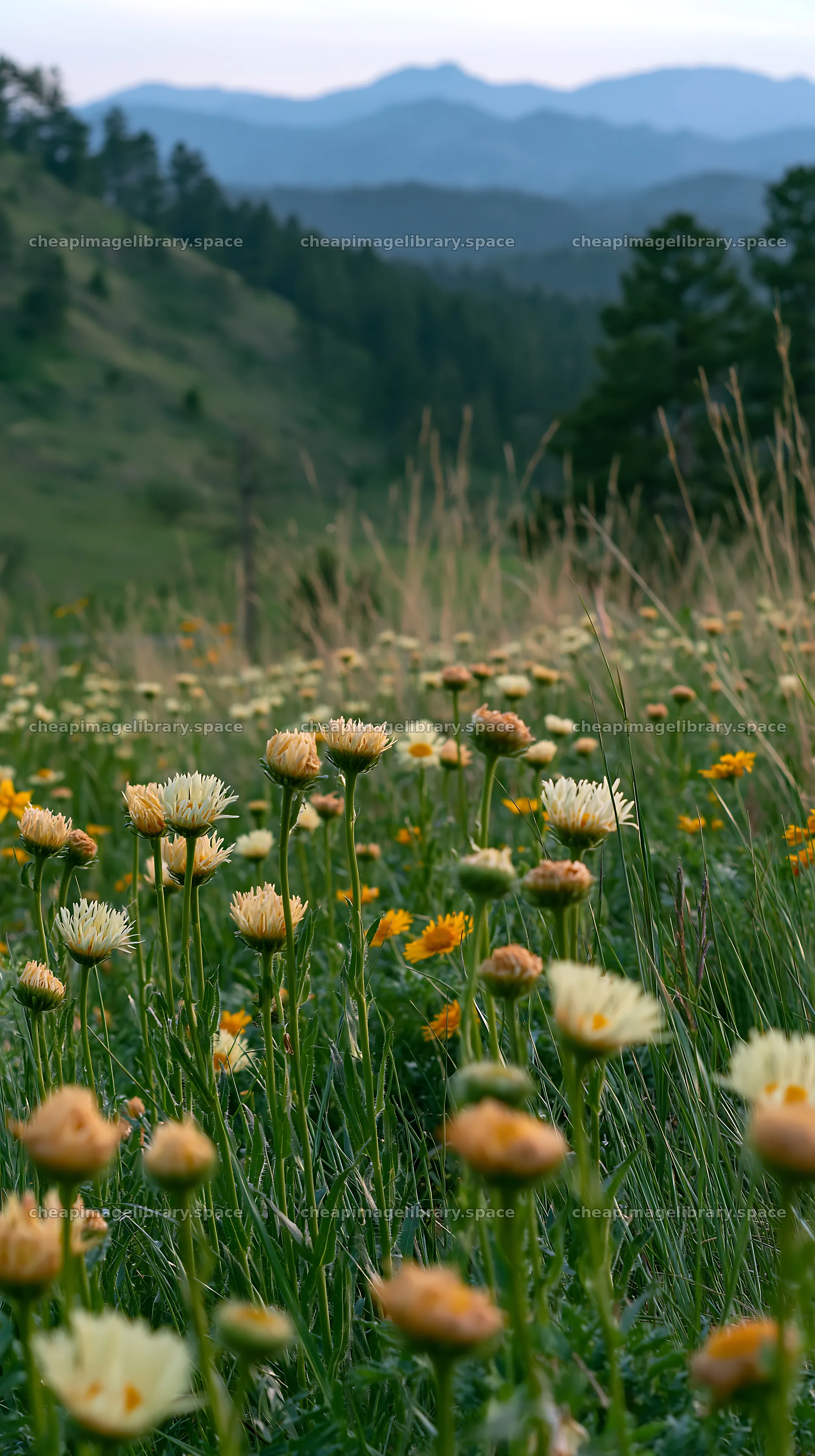 Spring meadow with wildflowers and green grass – image library 5938x10608