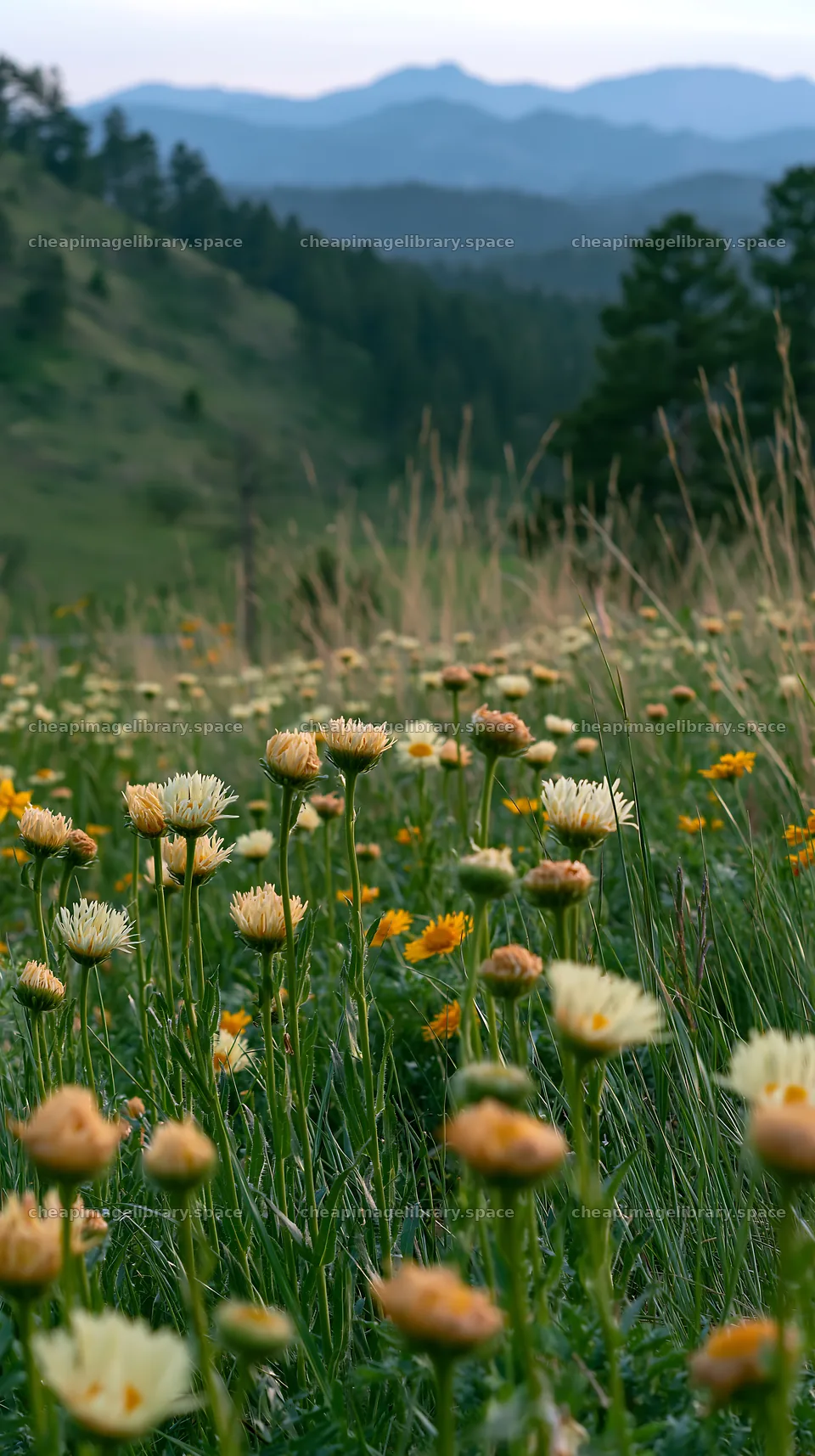 Spring meadow with wildflowers and green grass – image library 5938x10608