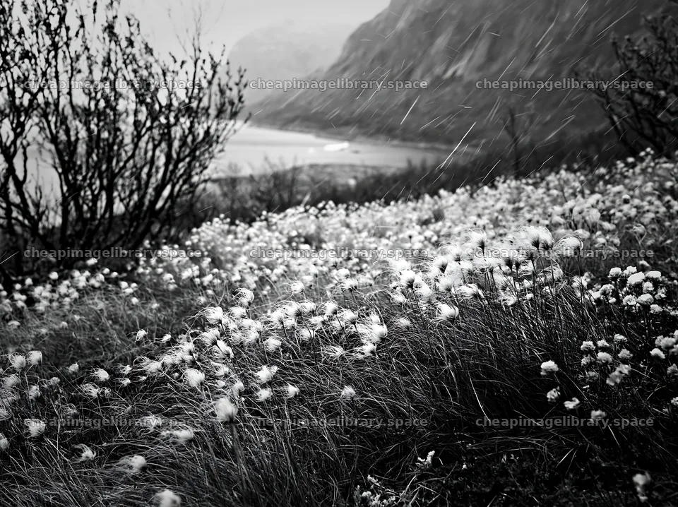 Meadow with seedheads by the shore on a rainy day – image library 9174x6866