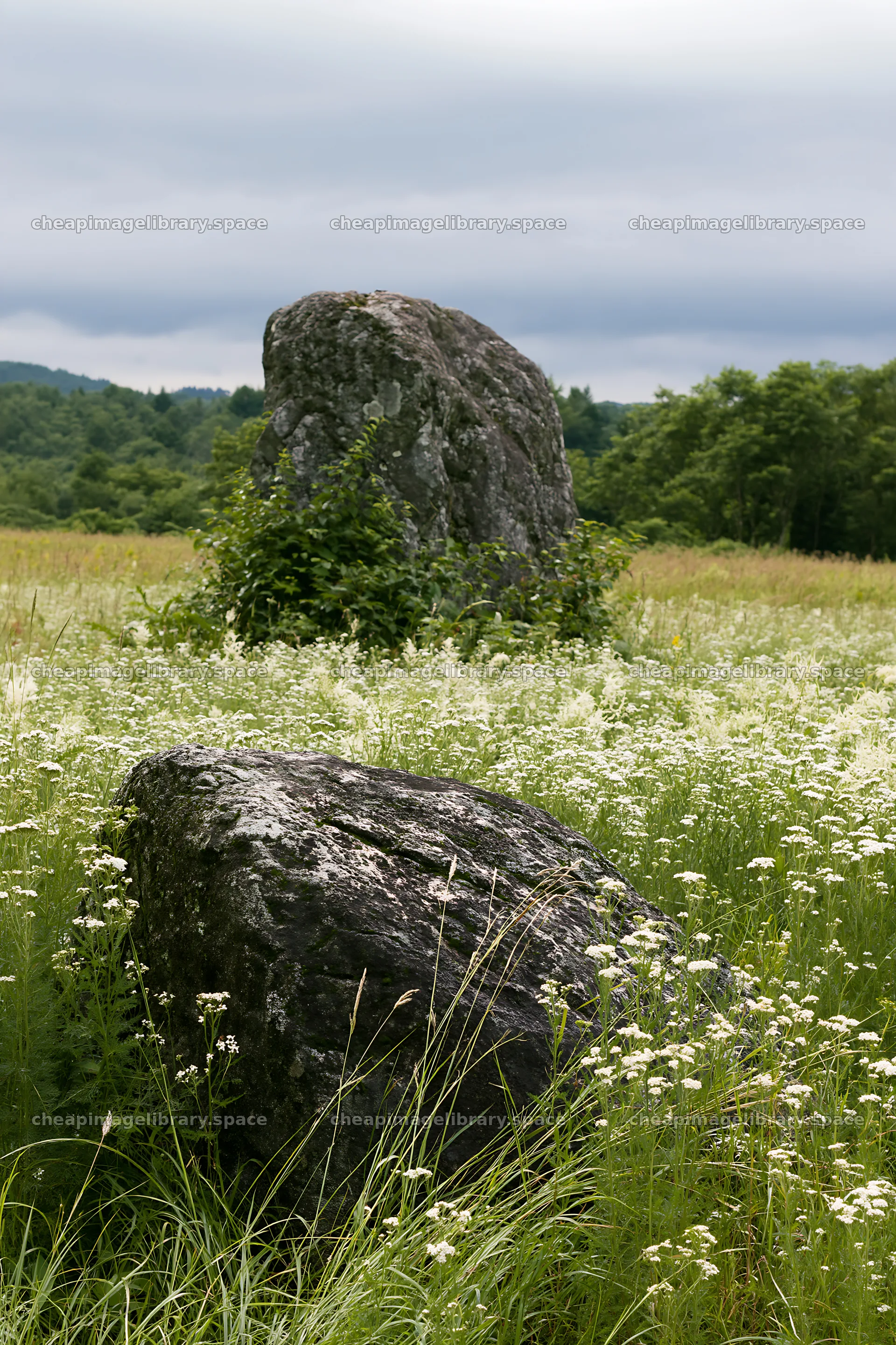 Nagano drought resilient meadow with granite boulders – image library 6480x9722