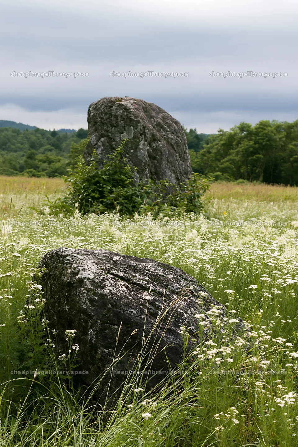 Nagano drought resilient meadow with granite boulders – image library 6480x9722