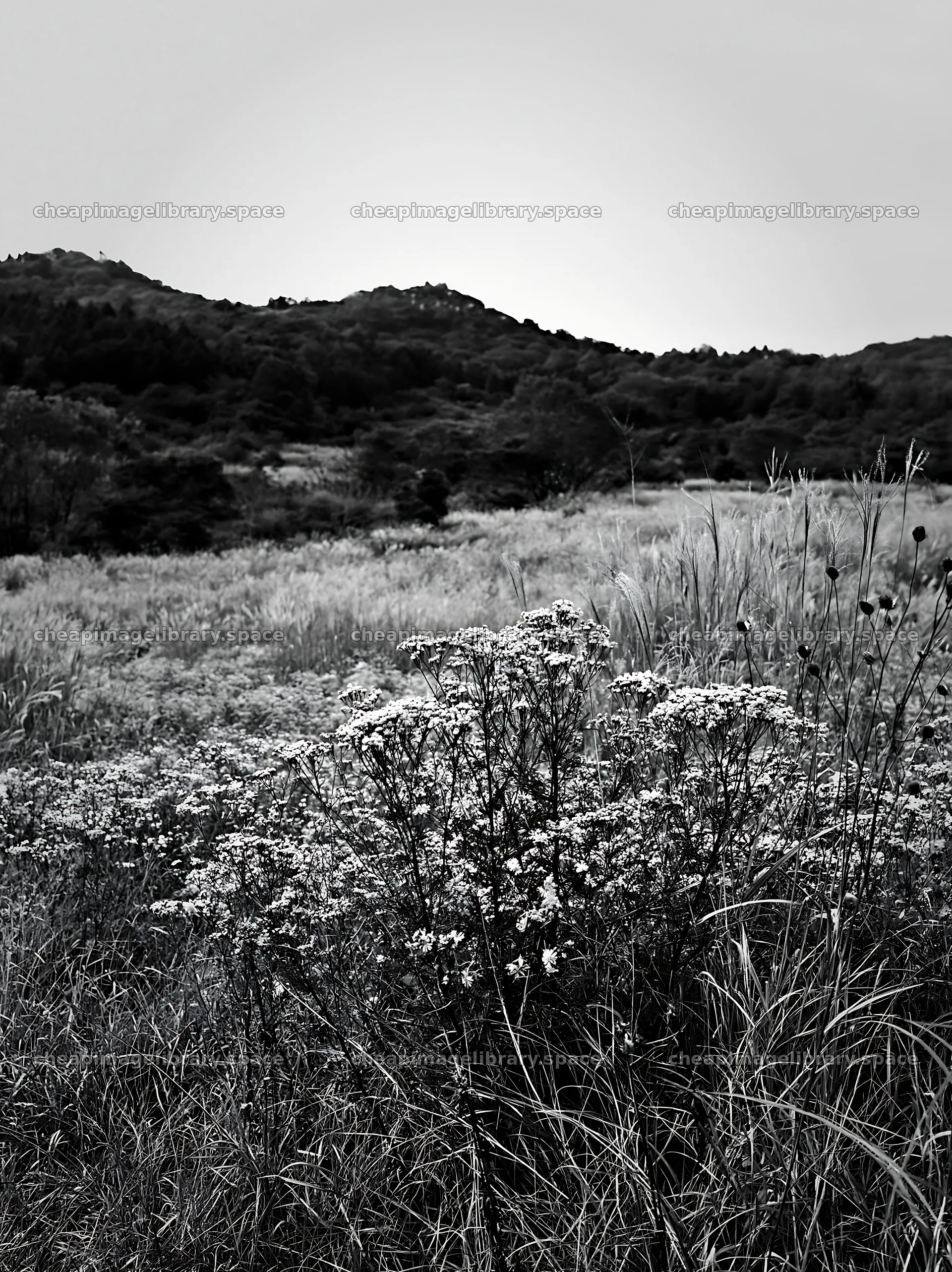 Okayama golden meadow with seedhead foreground – image library 6866x9174