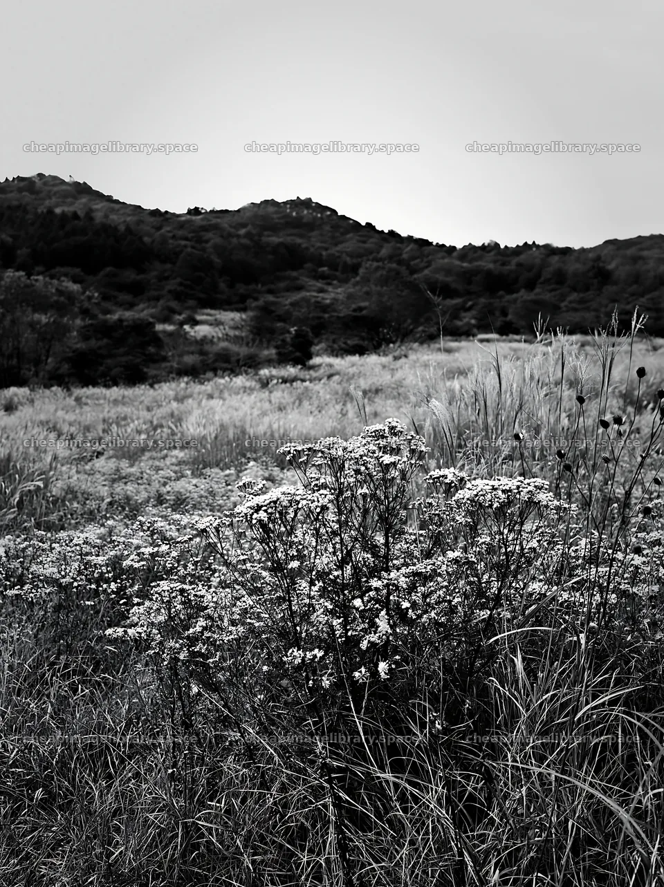 Okayama golden meadow with seedhead foreground – image library 6866x9174