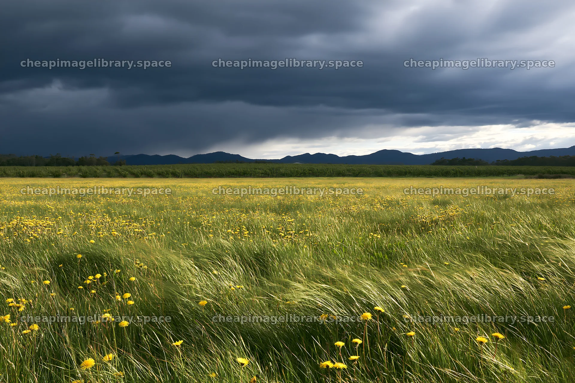 Dandelion orchard meadow under cloudy sky – image library 9722x6480