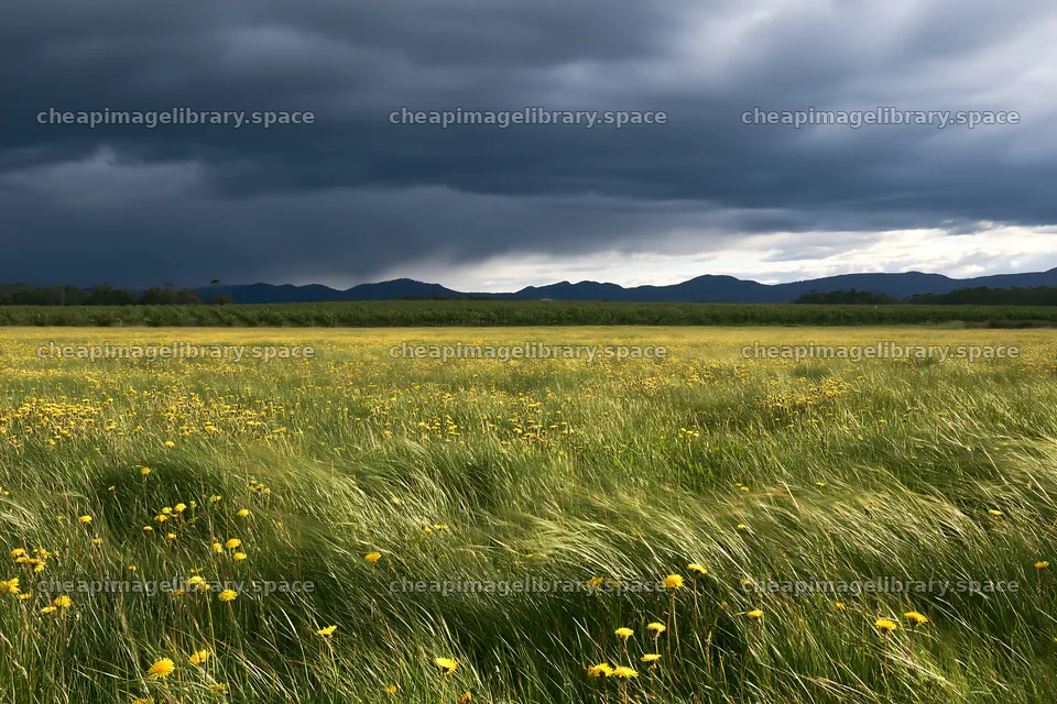 Dandelion orchard meadow under cloudy sky – image library 9722x6480