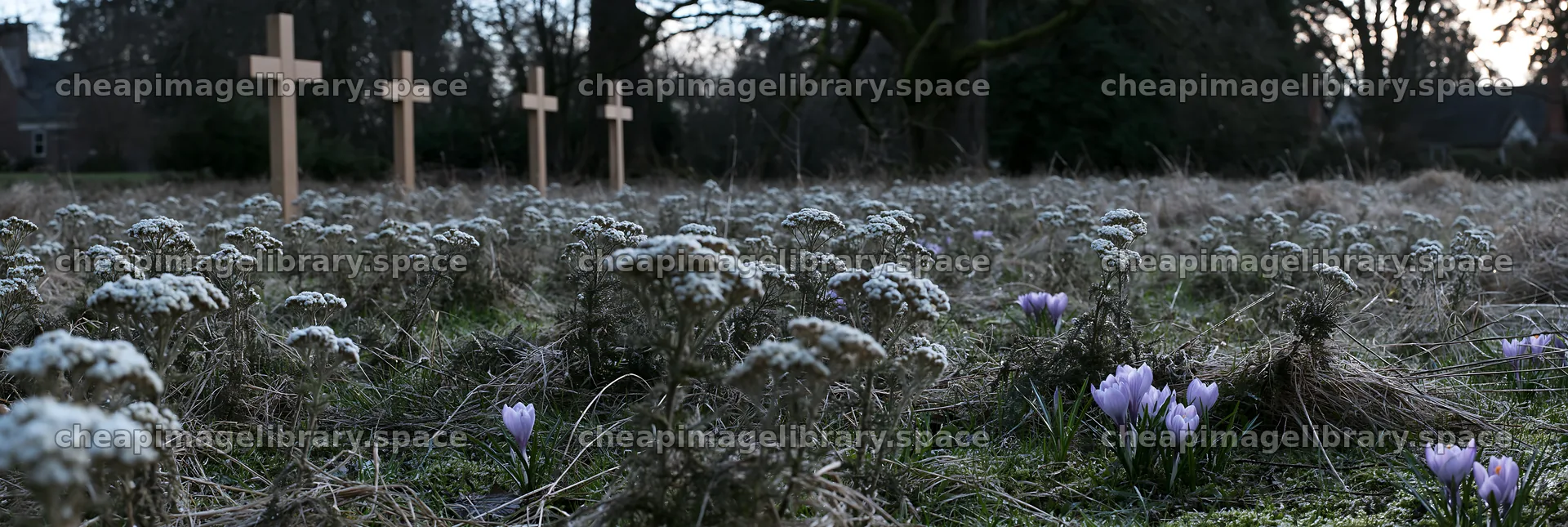 Four Christian crosses in winter meadow – image library 13690x4602