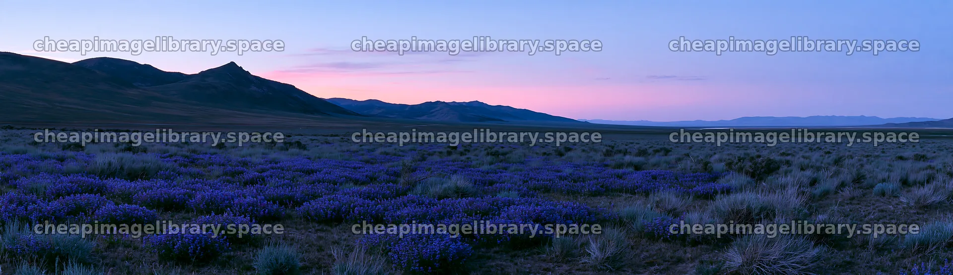 Wild orchid meadow at dusk in open landscape – image library 14762x4268