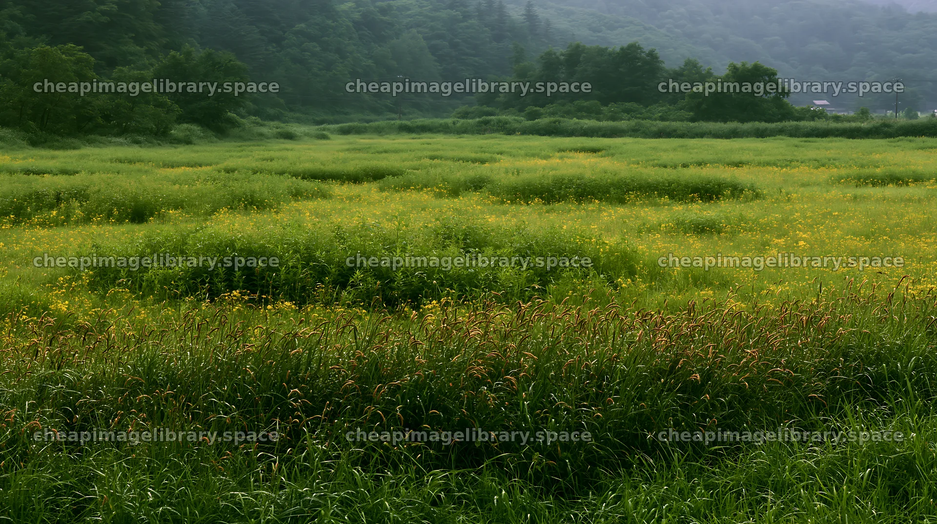 Iwate rain refreshed meadow seedhead foreground – image library 10608x5938