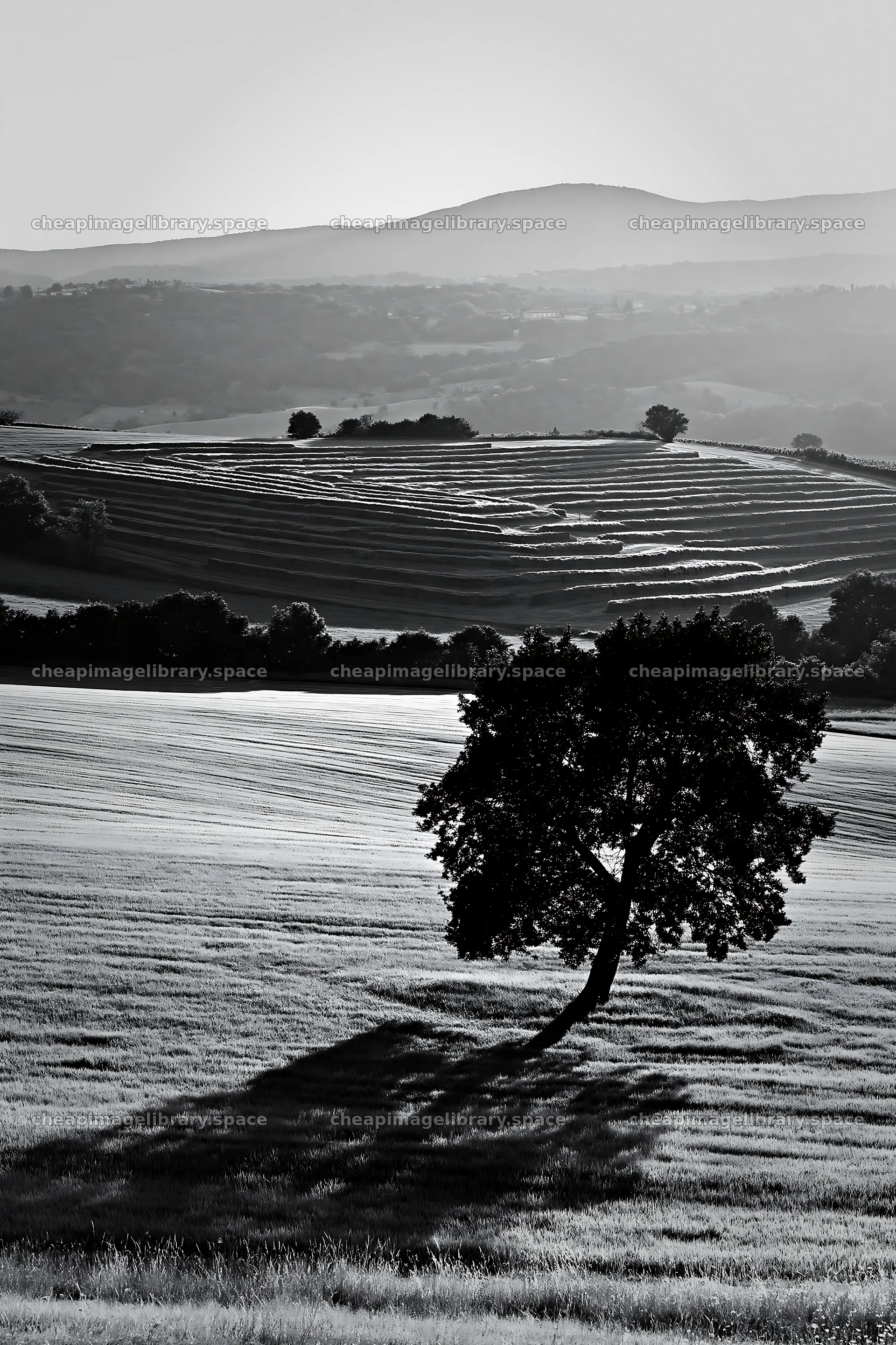 Rolling valley meadows with tree and patterned fields – image library 6480x9722