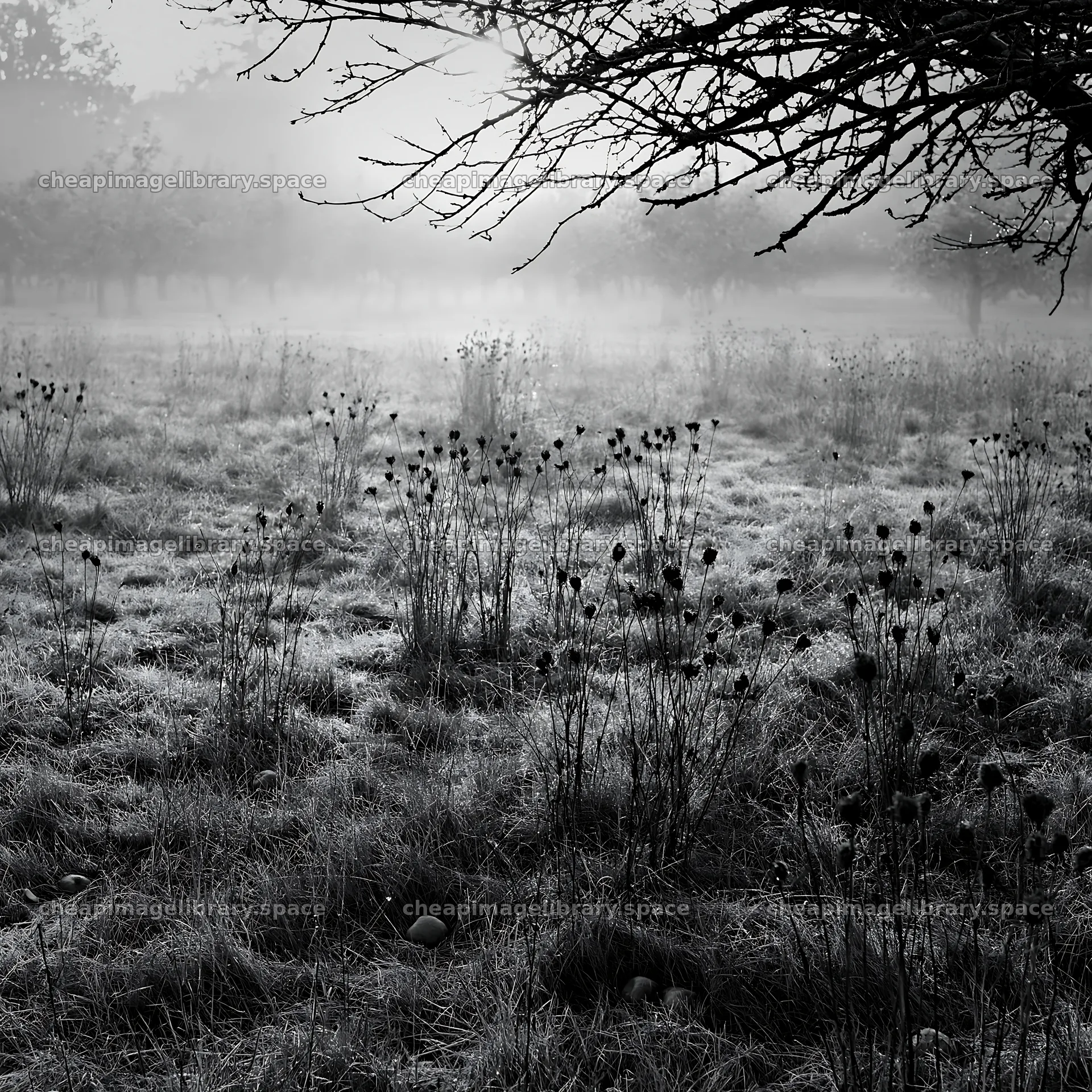 Foggy orchard meadow with dried plants in early morning light – image library 7938x7938