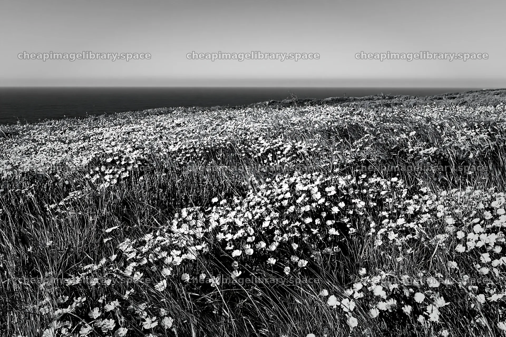 Portuguese meadow above Atlantic coast with flowers – image library 9722x6480