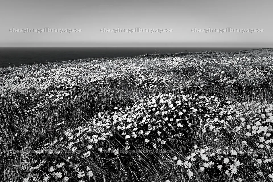 Portuguese meadow above Atlantic coast with flowers – image library 9722x6480