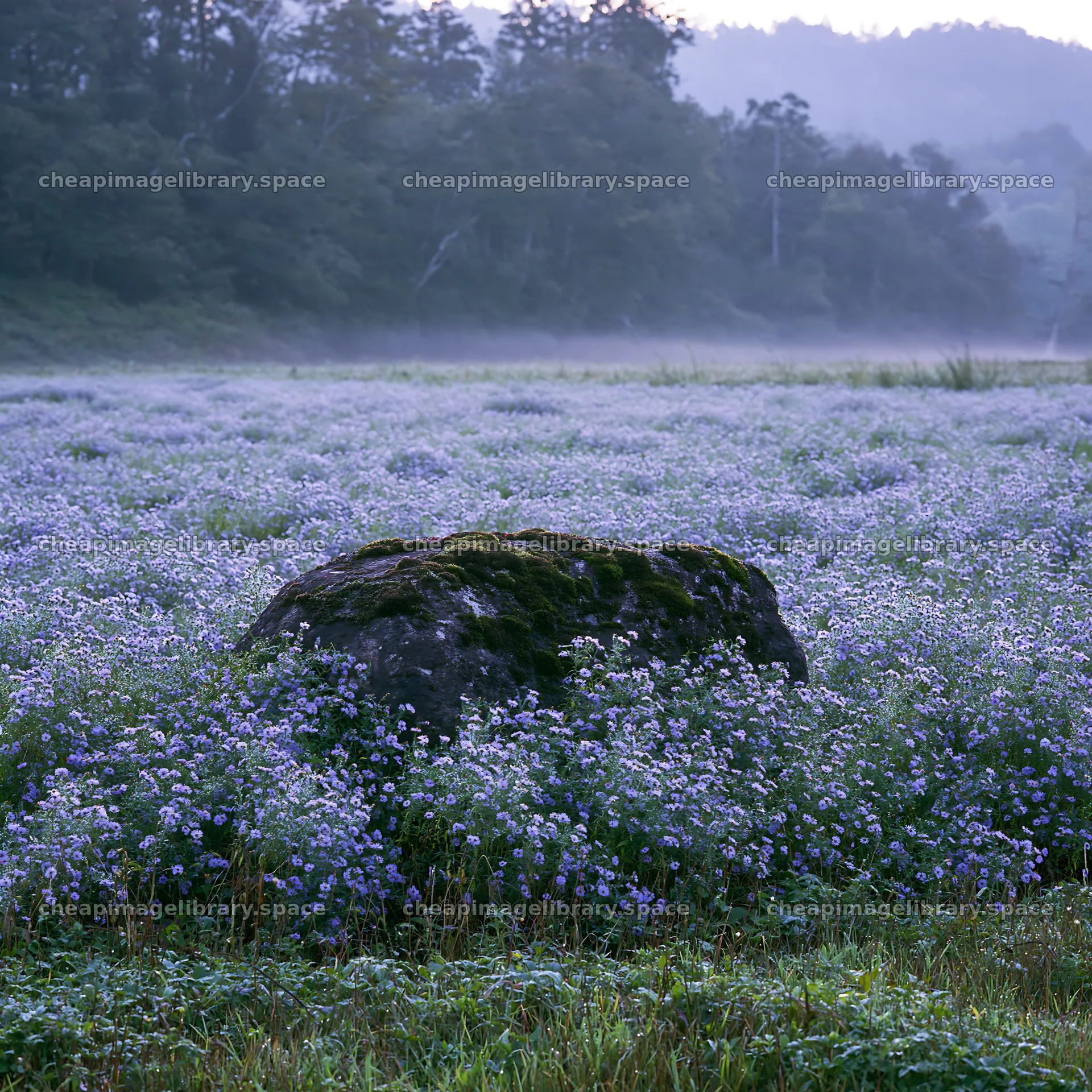 Shimane misty meadow moss covered stone creates natural landscape – image library 7938x7938