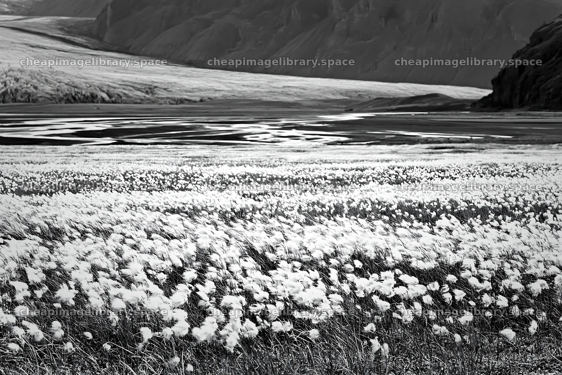 Cottongrass meadow glow under a vast mountain landscape – image library 9722x6480