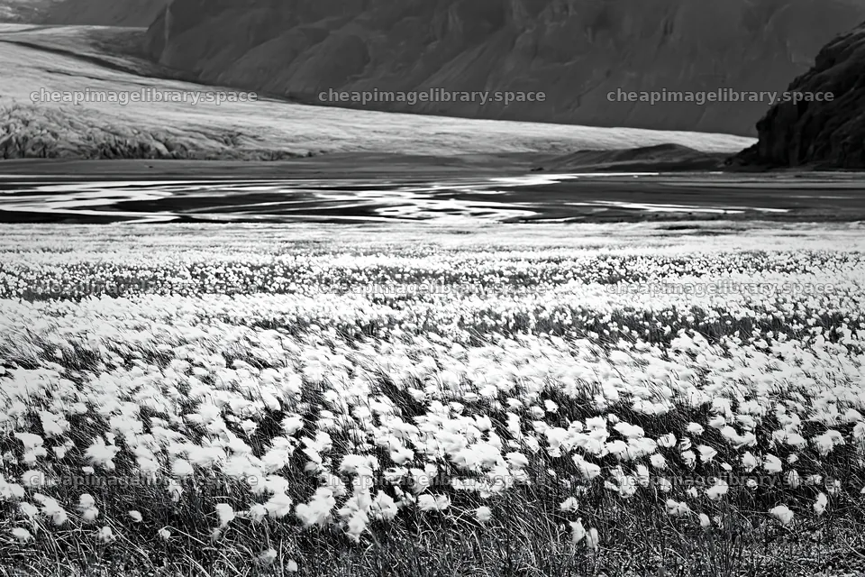 Cottongrass meadow glow under a vast mountain landscape – image library 9722x6480