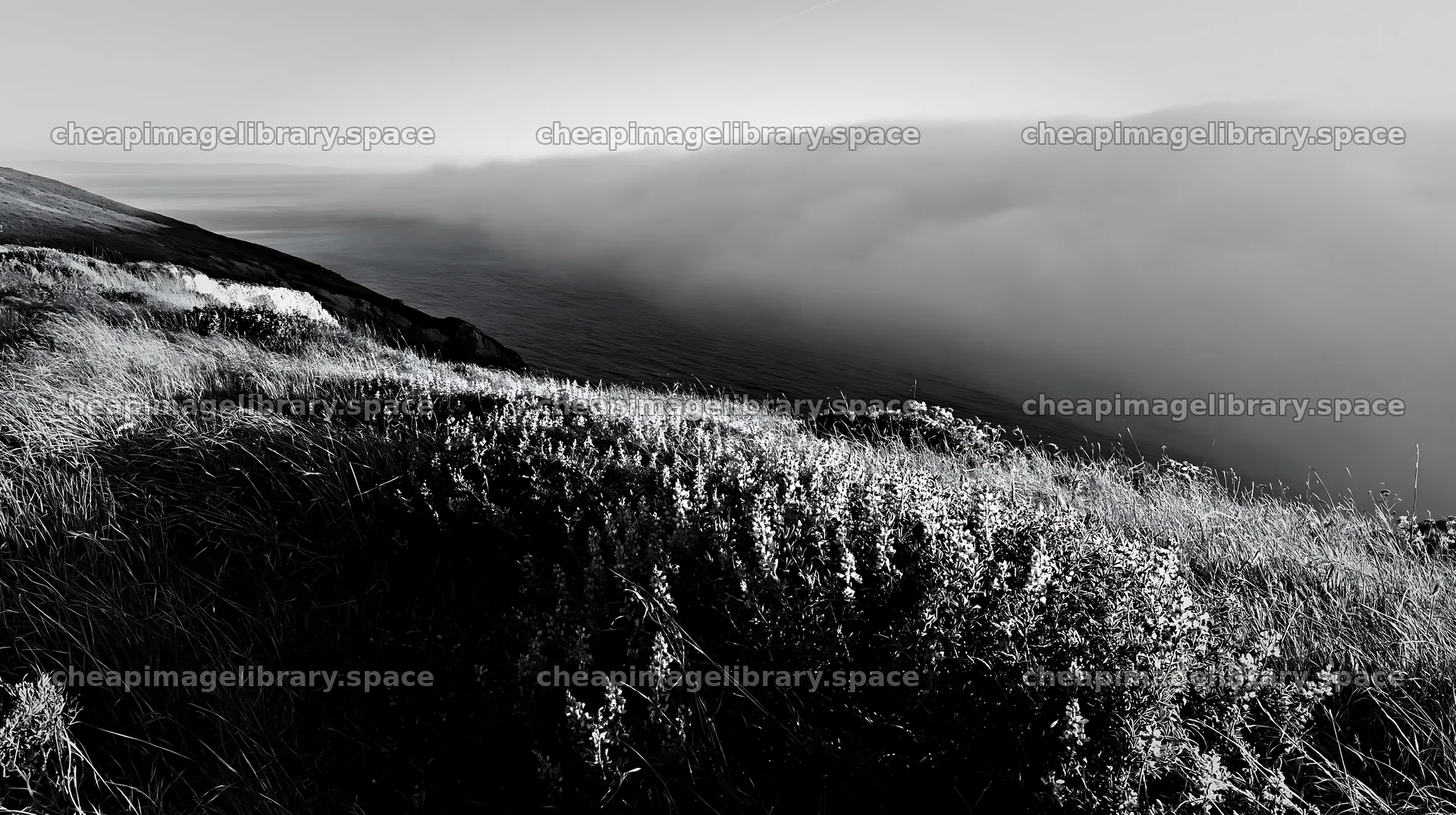 Regenerative meadow overlooking foggy ocean view – image library 10608x5938