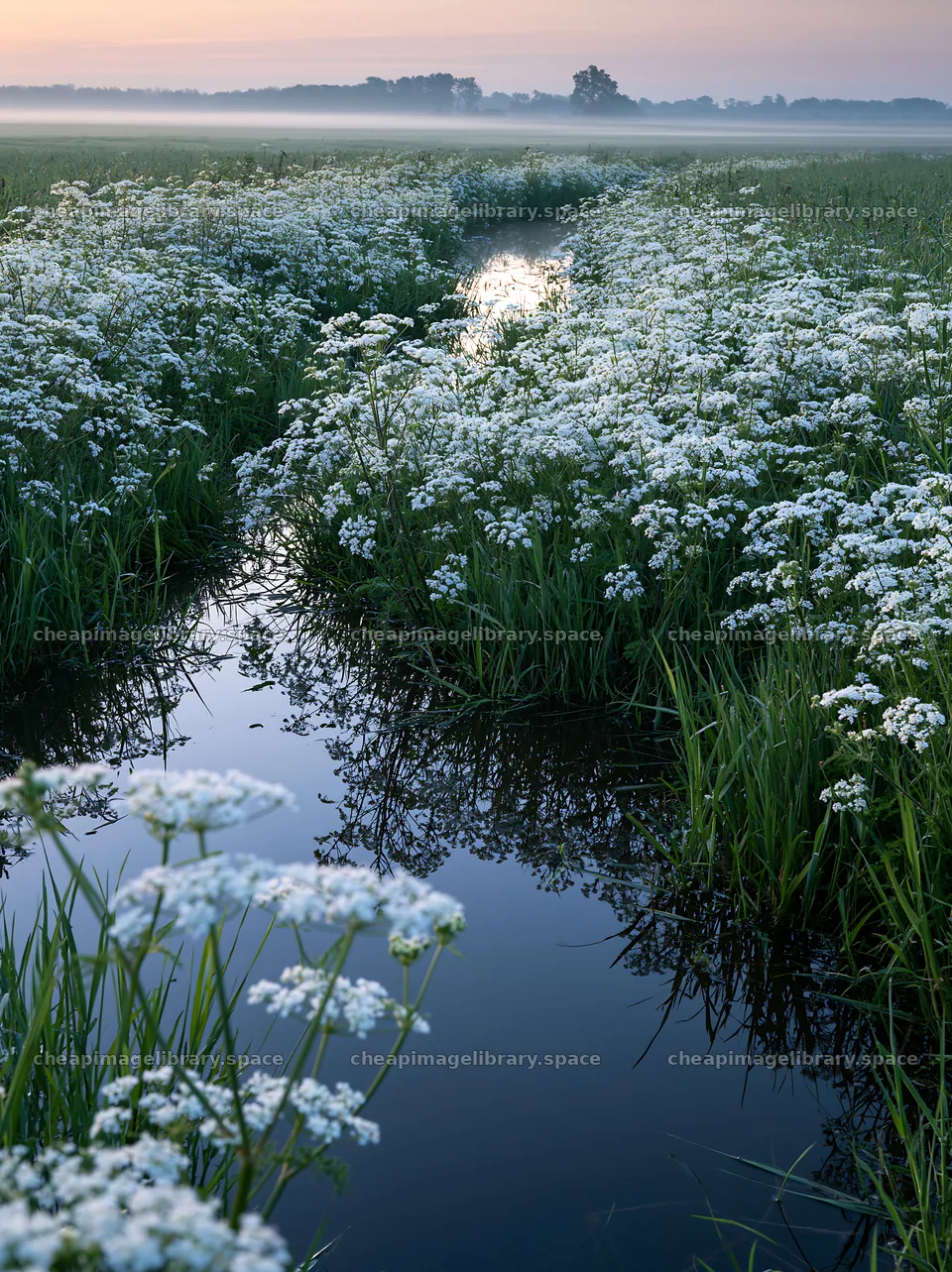 Cow parsley meadow with water reflections at dawn – image library 6866x9174