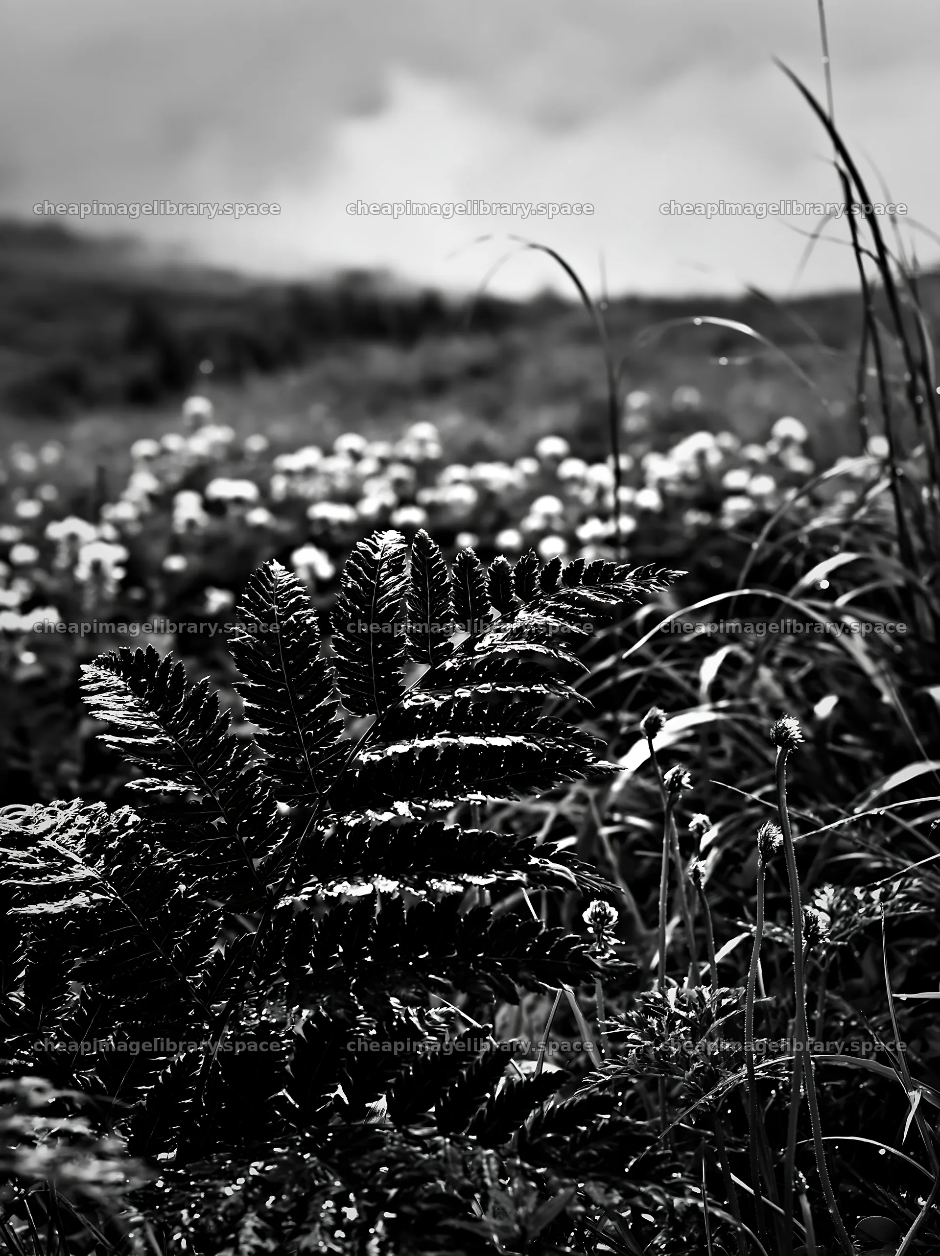 Fern frond in Tokushima mountain meadow with flowers – image library 6866x9174