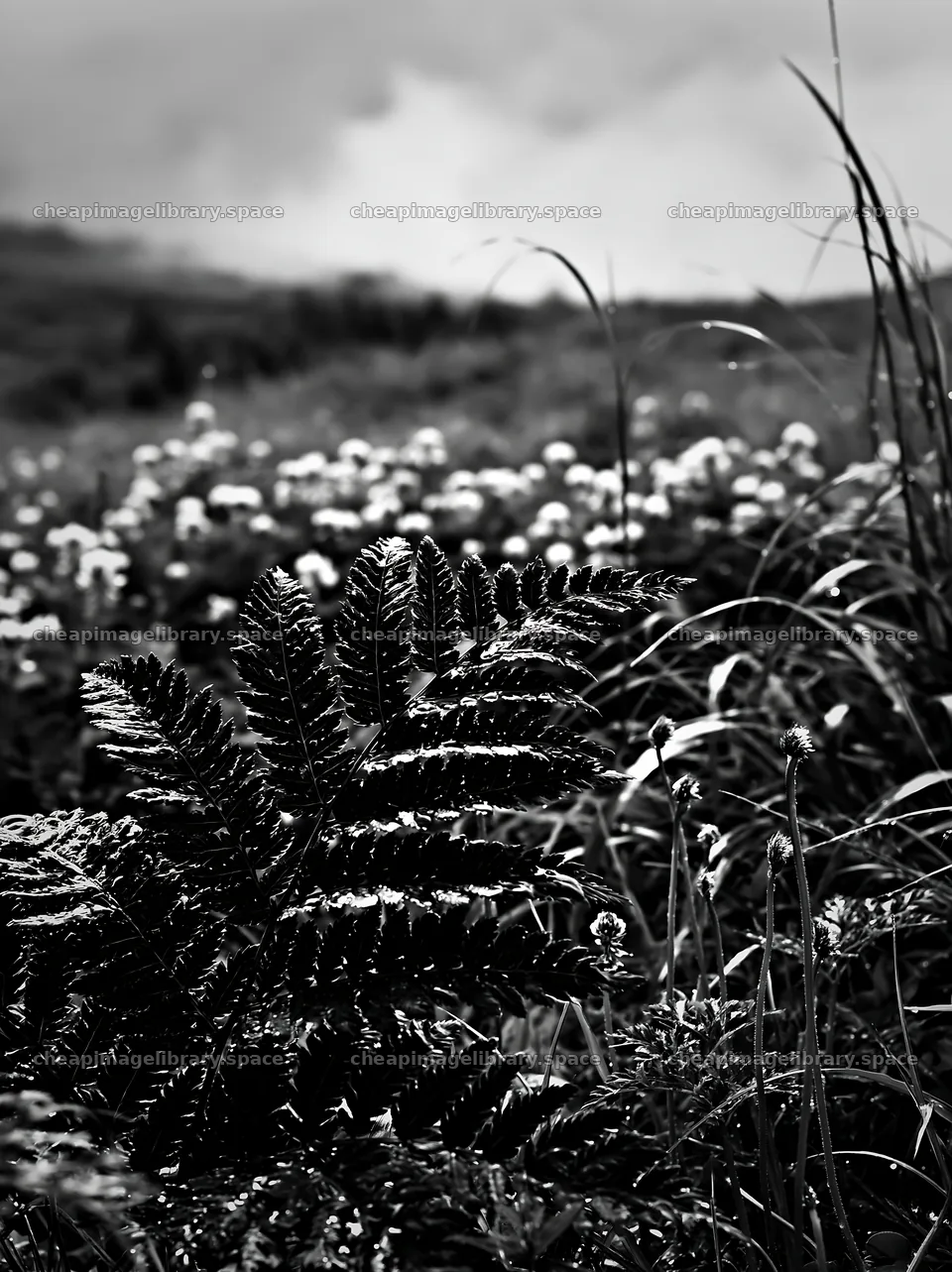 Fern frond in Tokushima mountain meadow with flowers – image library 6866x9174