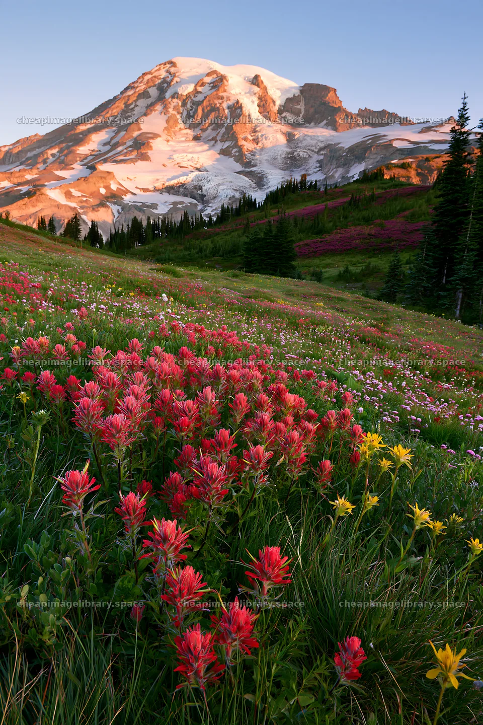 Wildflower meadow at sunrise in Mount Rainier National Park – image library 6480x9722