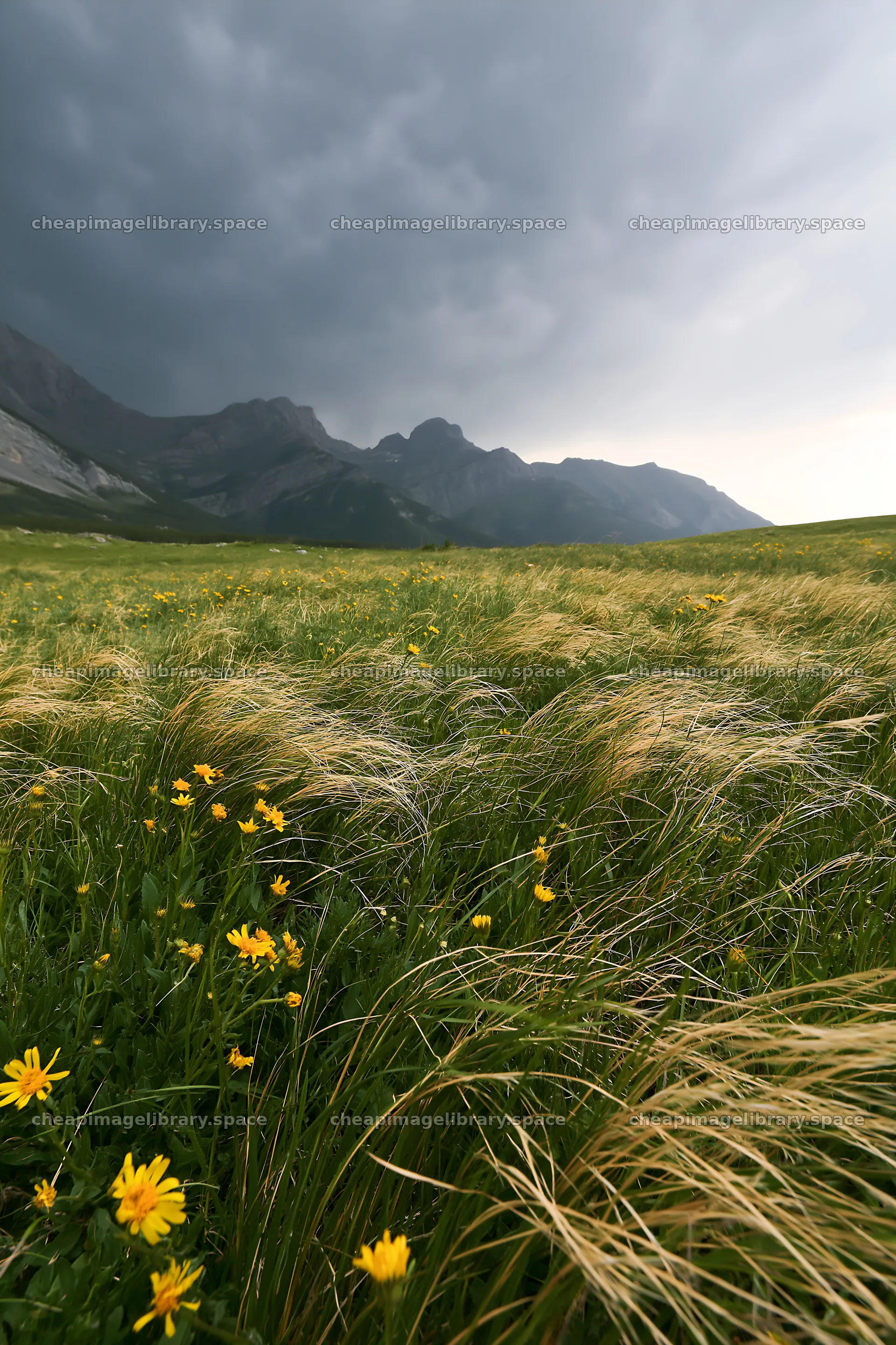 Mountain pass meadow with grass and flowers under dark clouds – image library 6480x9722