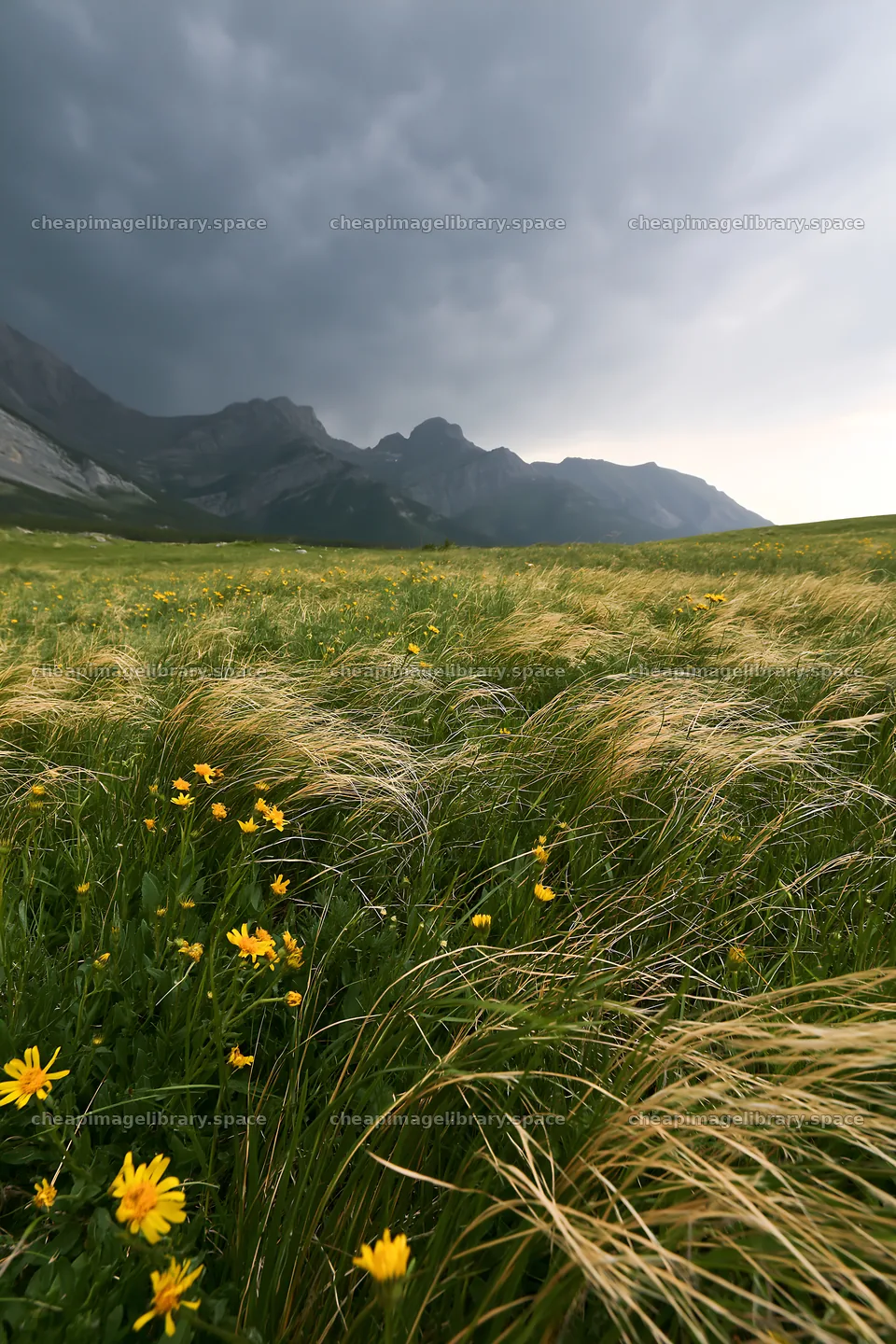 Mountain pass meadow with grass and flowers under dark clouds – image library 6480x9722