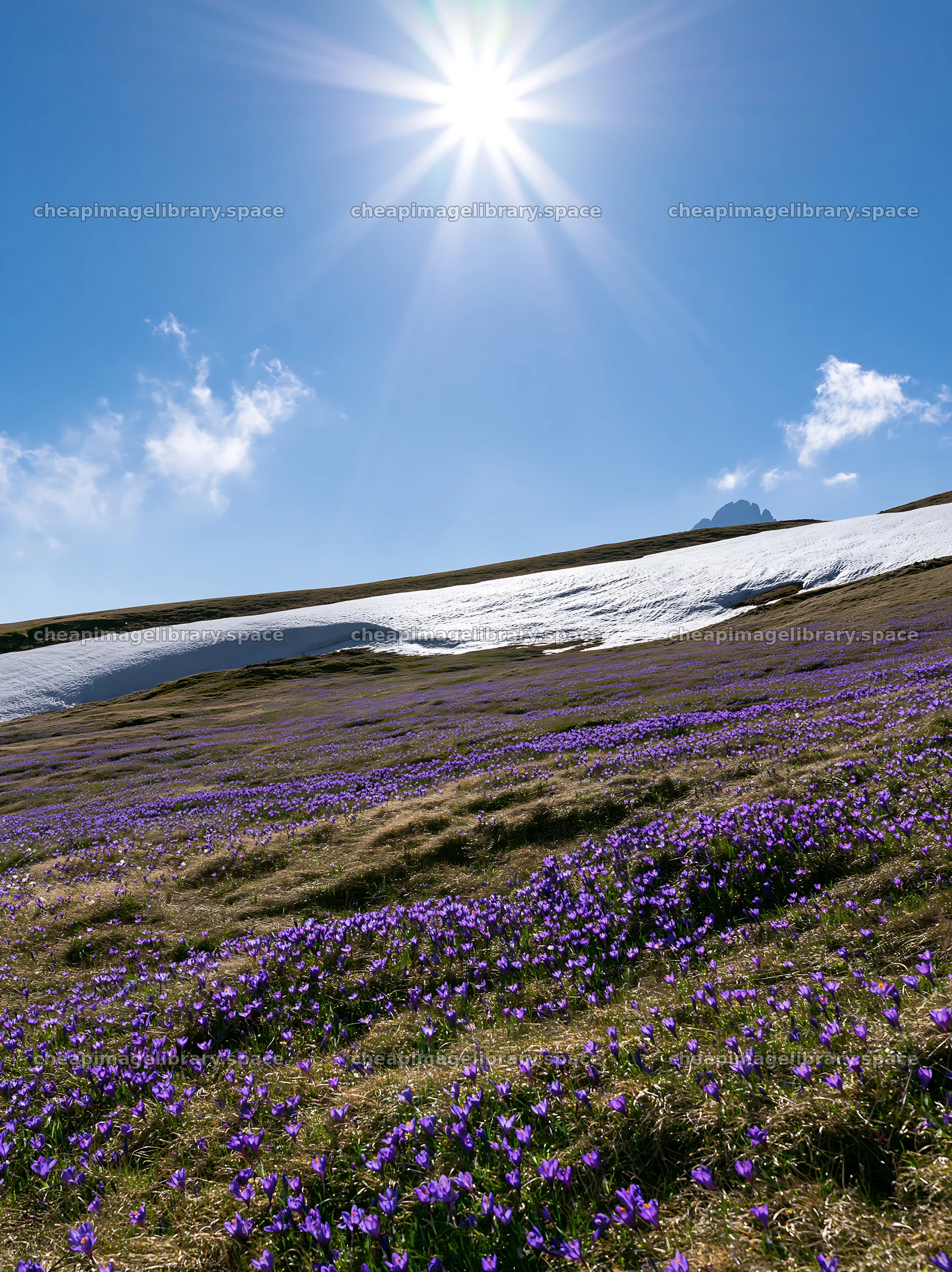 Alpe di Siusi meadow sunbeams brighten a flowering landscape – image library 6866x9174