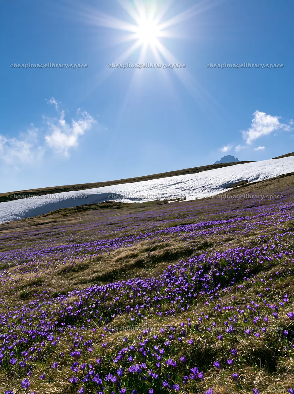 Alpe di Siusi meadow sunbeams brighten a flowering landscape – image library 6866x9174
