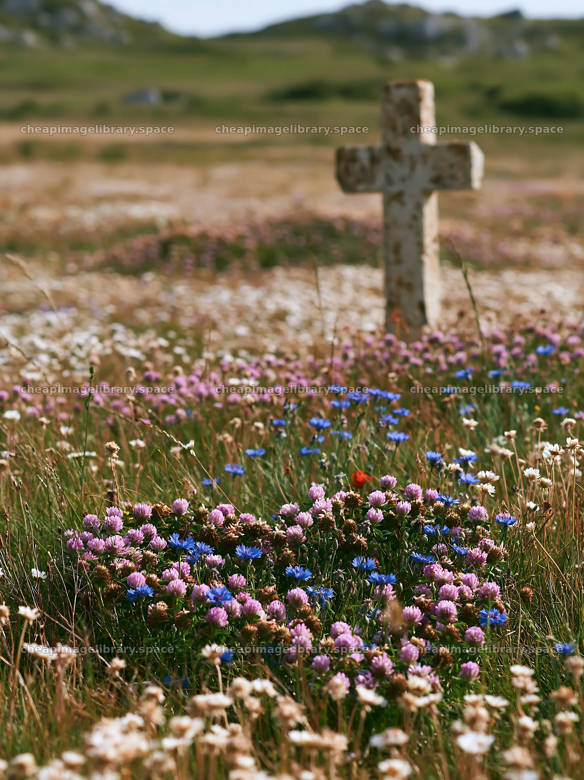 Christian cross among flowers in a meadow for Christmas card – image library 6866x9174