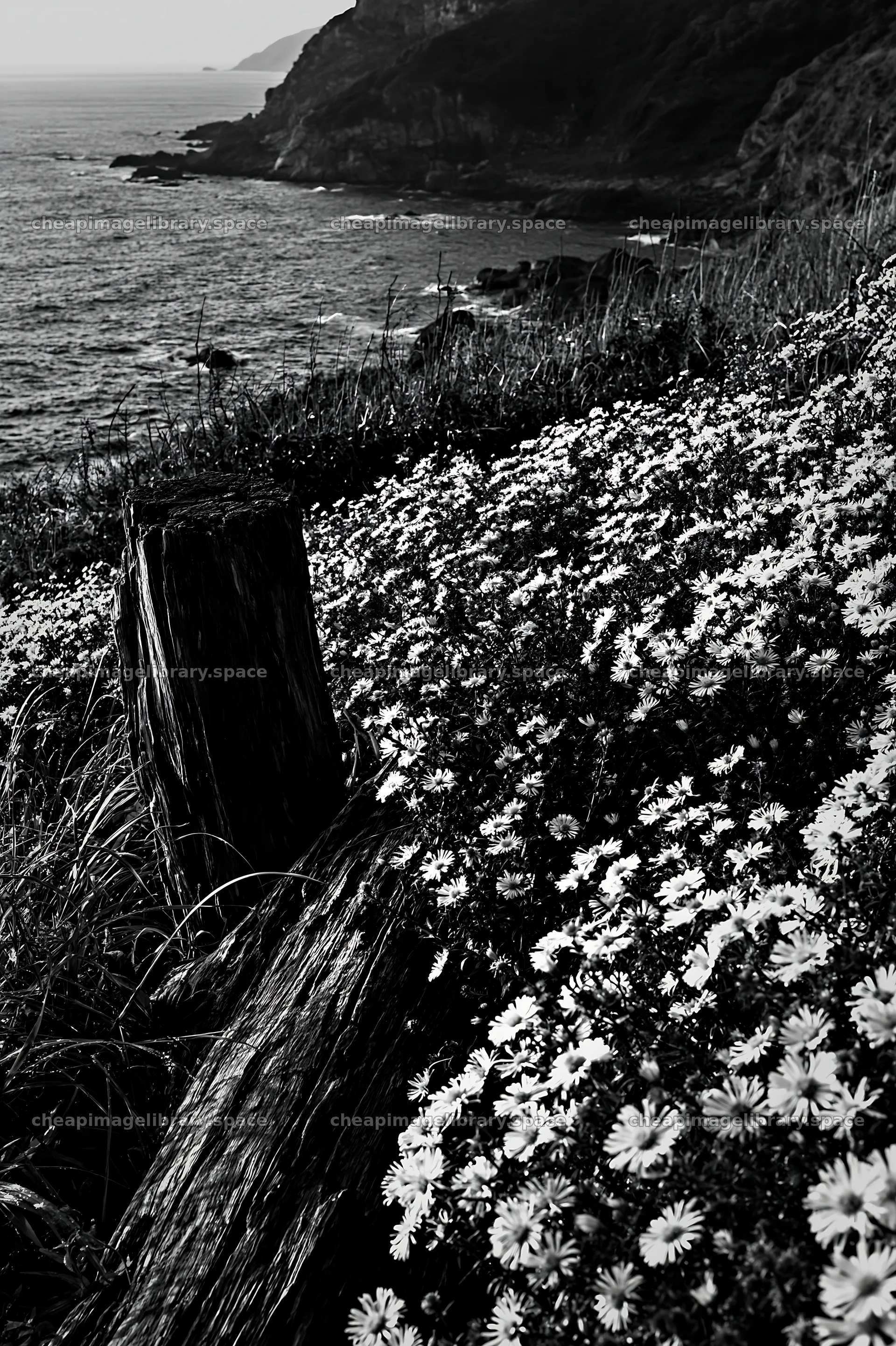 Nagasaki coastal meadow with driftwood and flowers – image library 6480x9722