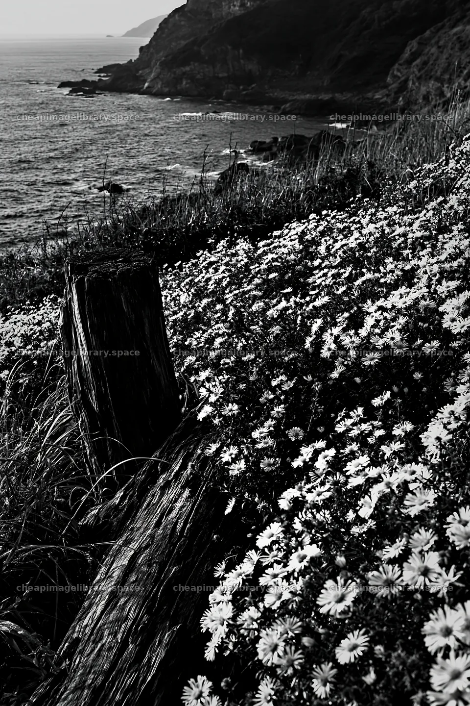Nagasaki coastal meadow with driftwood and flowers – image library 6480x9722