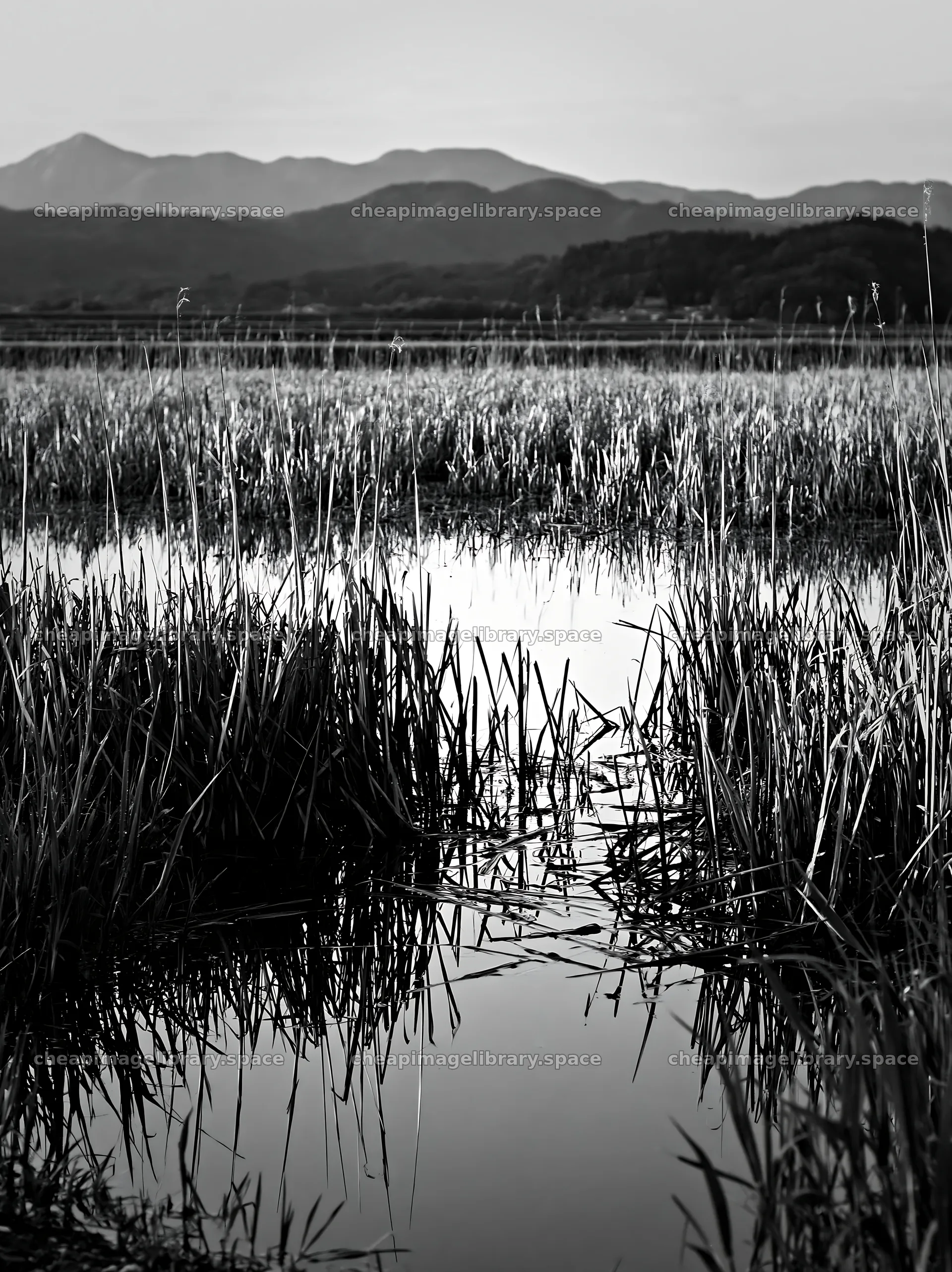 Shiga wetland meadow with reeds reflecting in water – image library 6866x9174