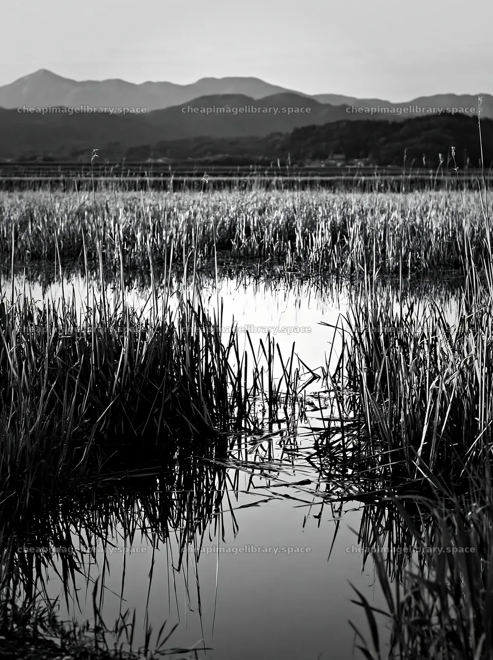 Shiga wetland meadow with reeds reflecting in water – image library 6866x9174