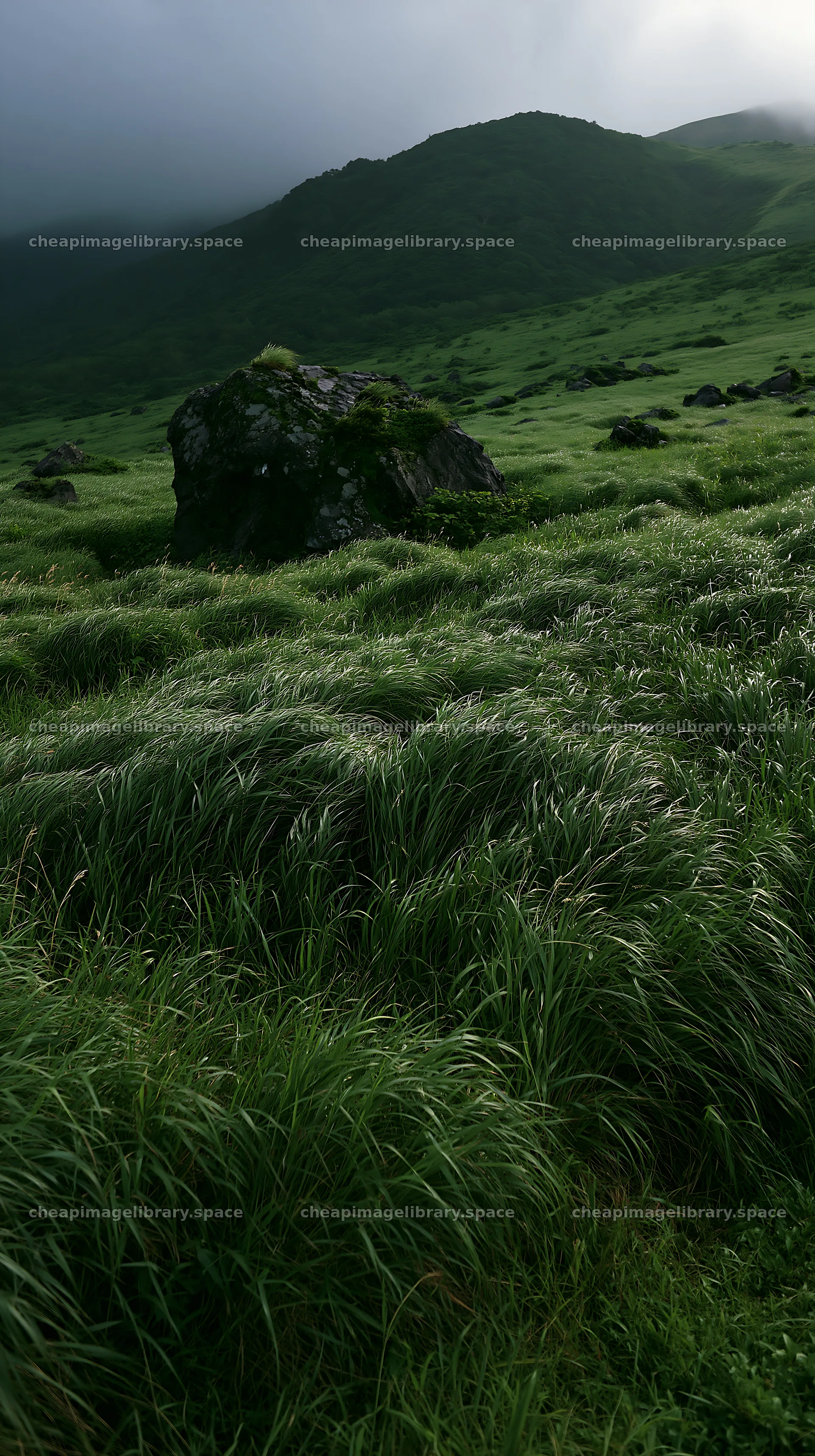 Aomori climate resilient meadow with boulder – image library 5938x10608