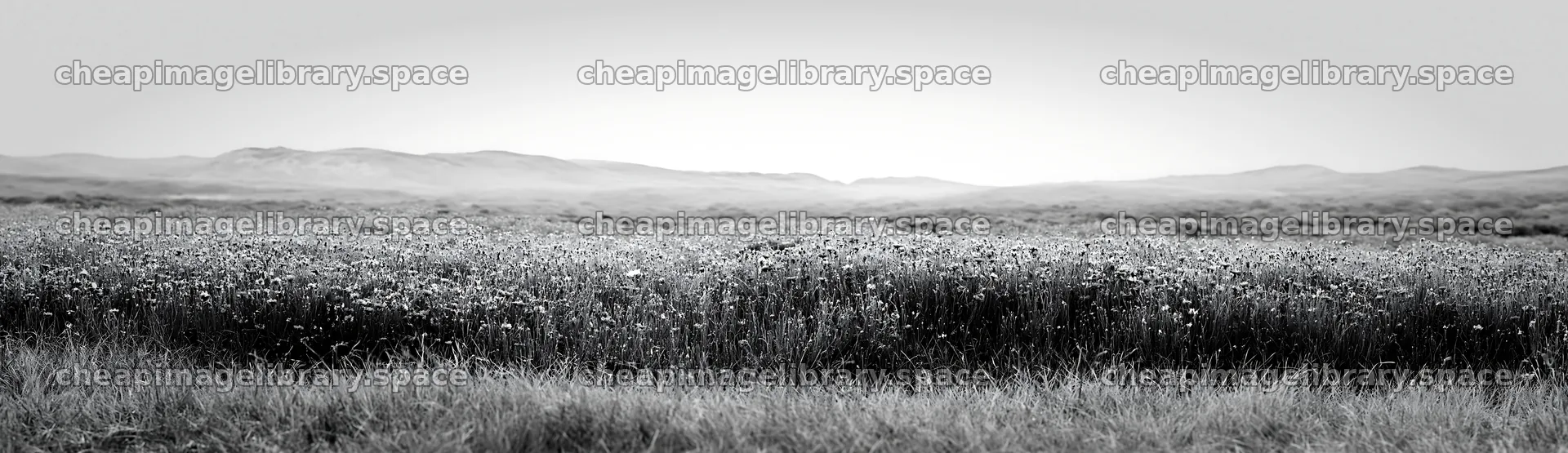 Colorful cornflower meadow in a wide open landscape – image library 14762x4268