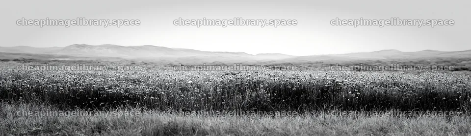 Colorful cornflower meadow in a wide open landscape – image library 14762x4268