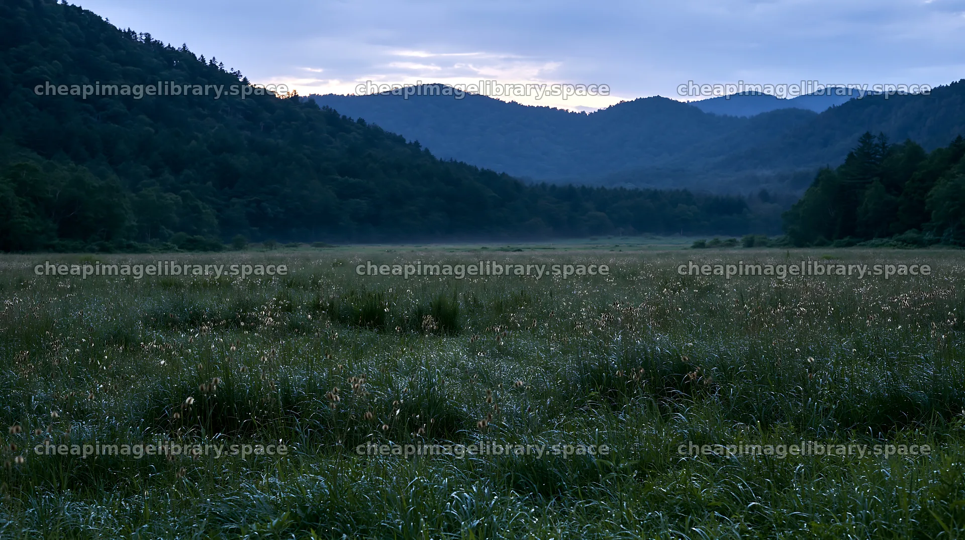 Iwate rain refreshed meadow seedhead foreground – image library 10608x5938