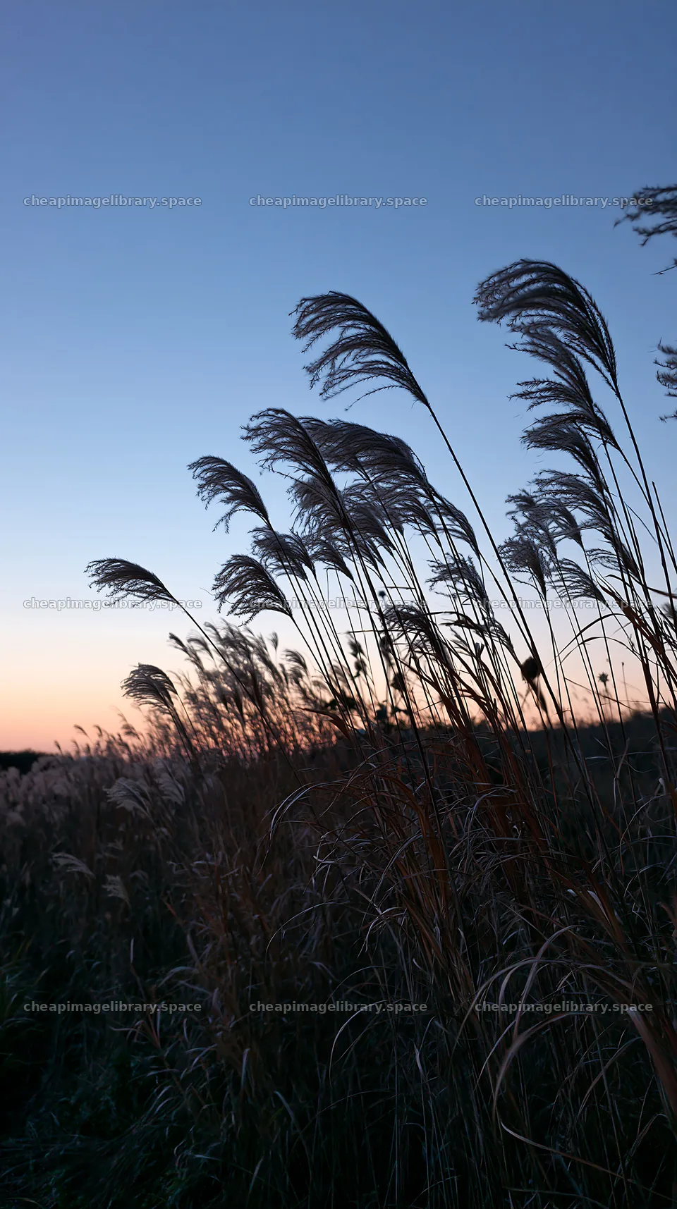 Ehime twilight meadow with dry seedheads at dusk – image library 5938x10608